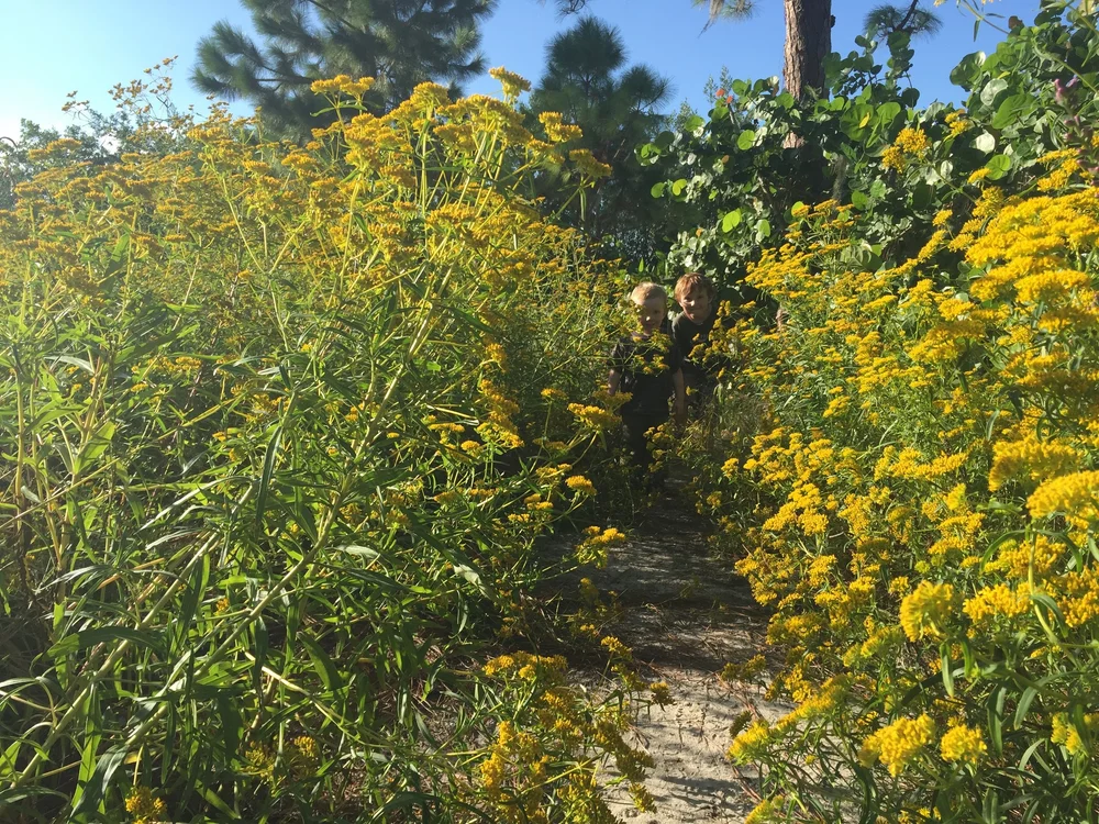 Beach Dune Sunflower - Helianthus debilis ‘vestitus’ — Florida Native