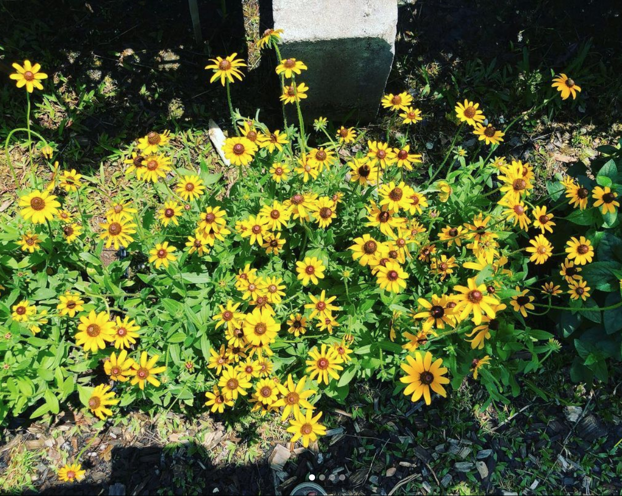Black-eyed Susan, Rudbeckia hirta  Florida Native Plants Nursery &  Landscaping
