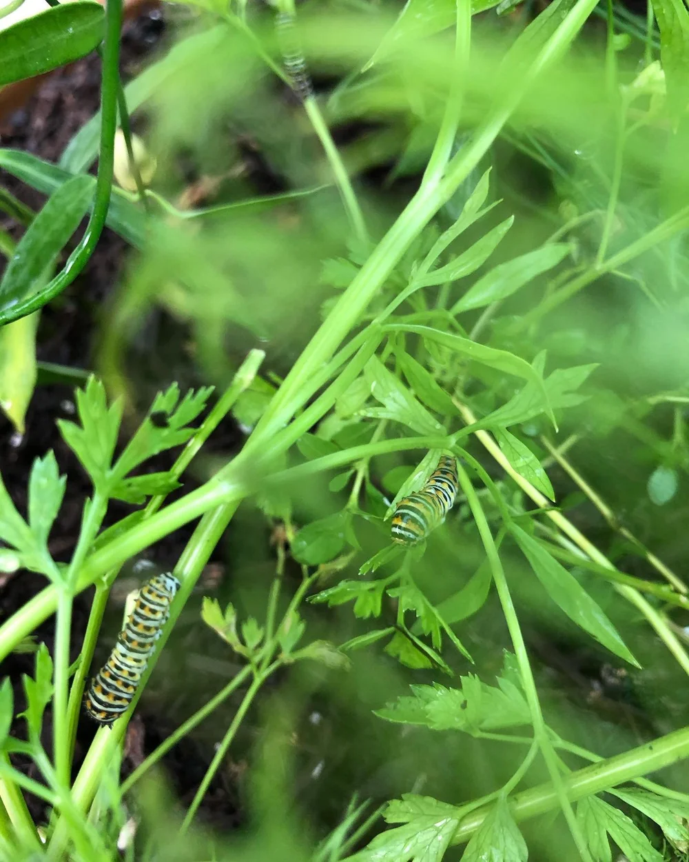 Senna mexicana var. Chapmanii, Chapman's Senna, aka Bahama Cassia