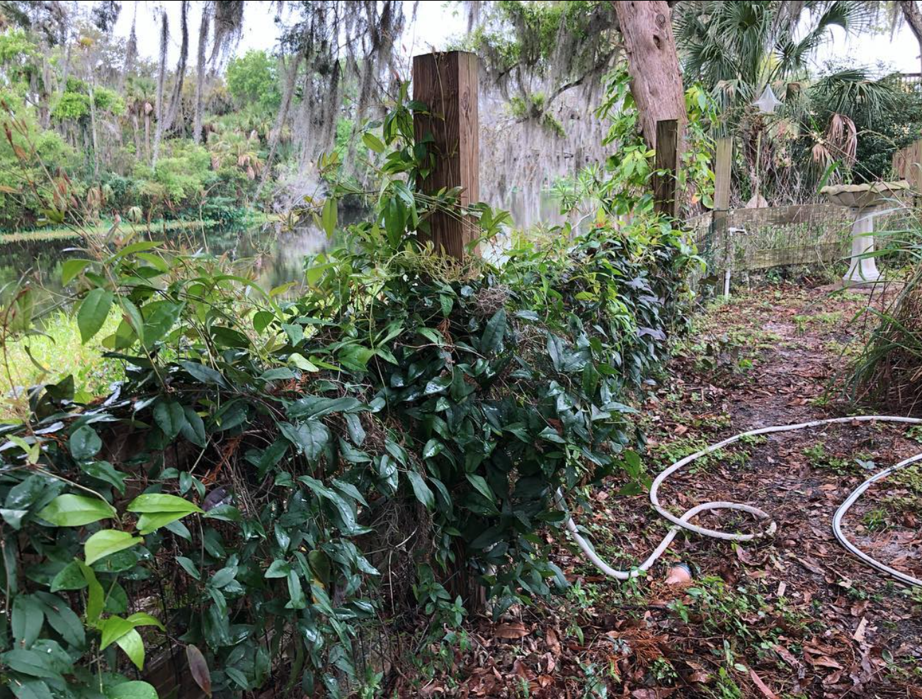 Crossvine, Bignonia capreolata when not in bloom on a shaded fence in Sarasota, Florida.