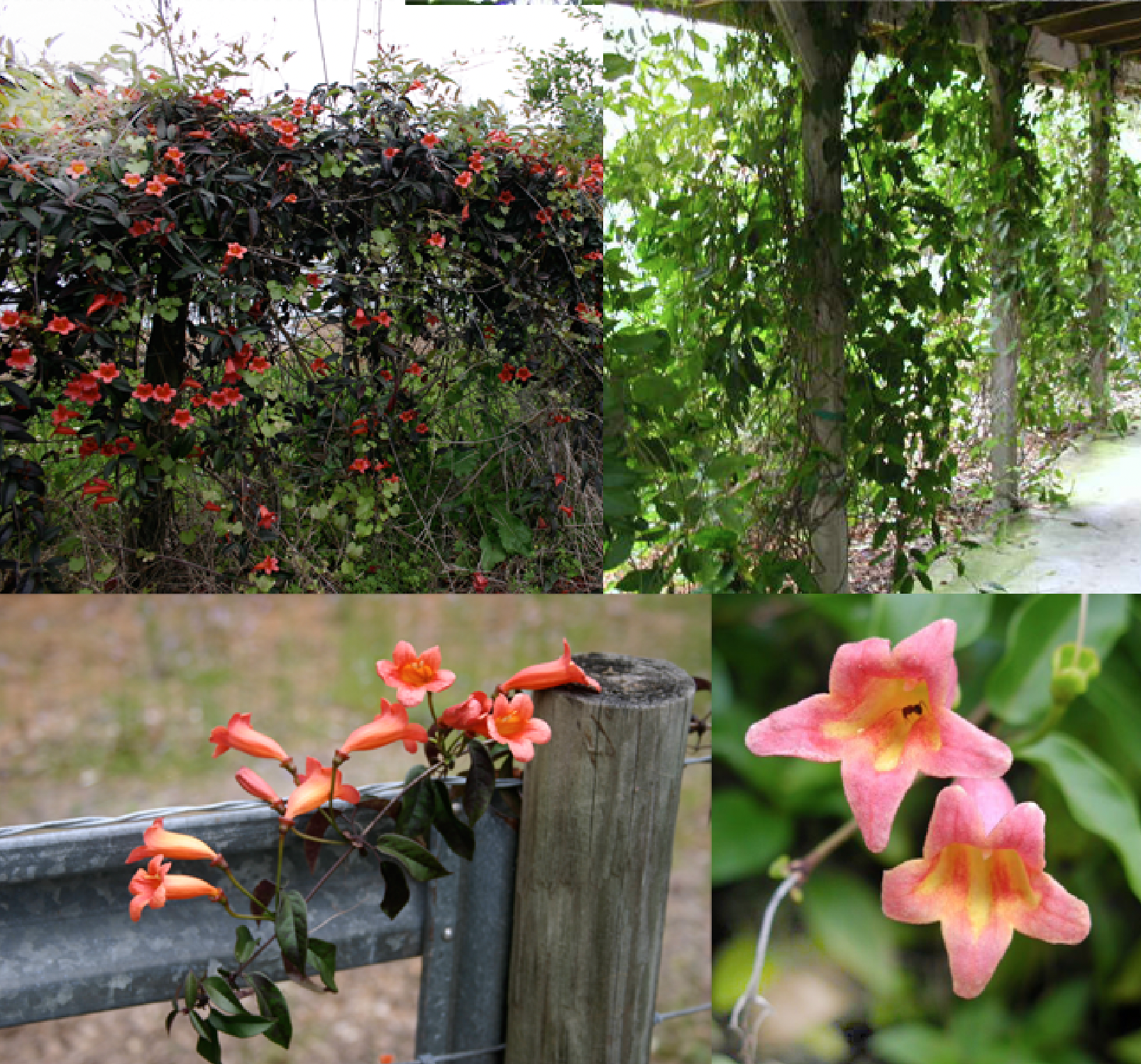 Crossvine, Bignonia capreolata in a four image collage of close-up blooms and growing conditions in the gardens at Florida Native Plants Nursery.