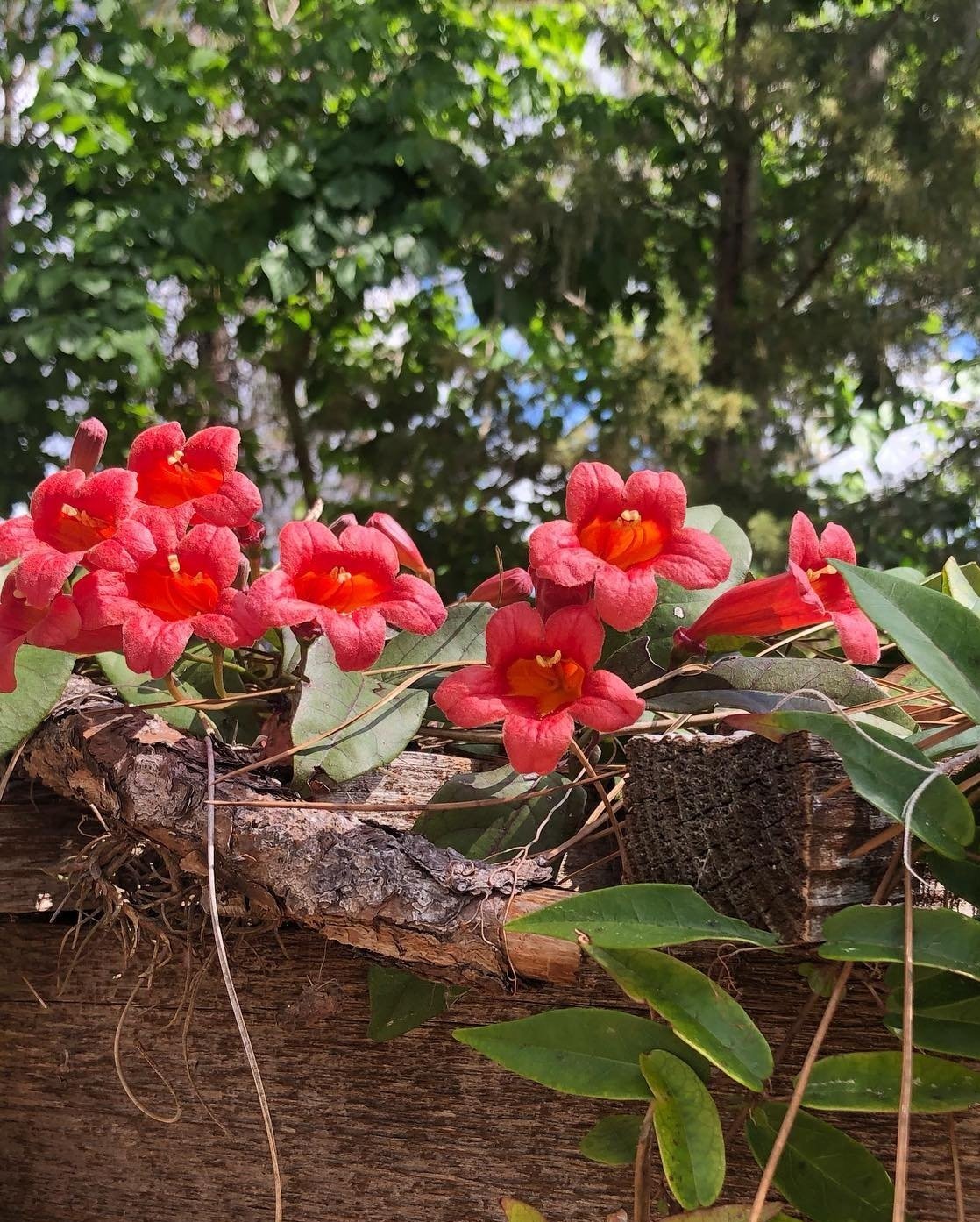 Detail of the red tubular flowers of Crossvine, Bignonia capreolata growing on a trellis in Port Charlotte, Florida.