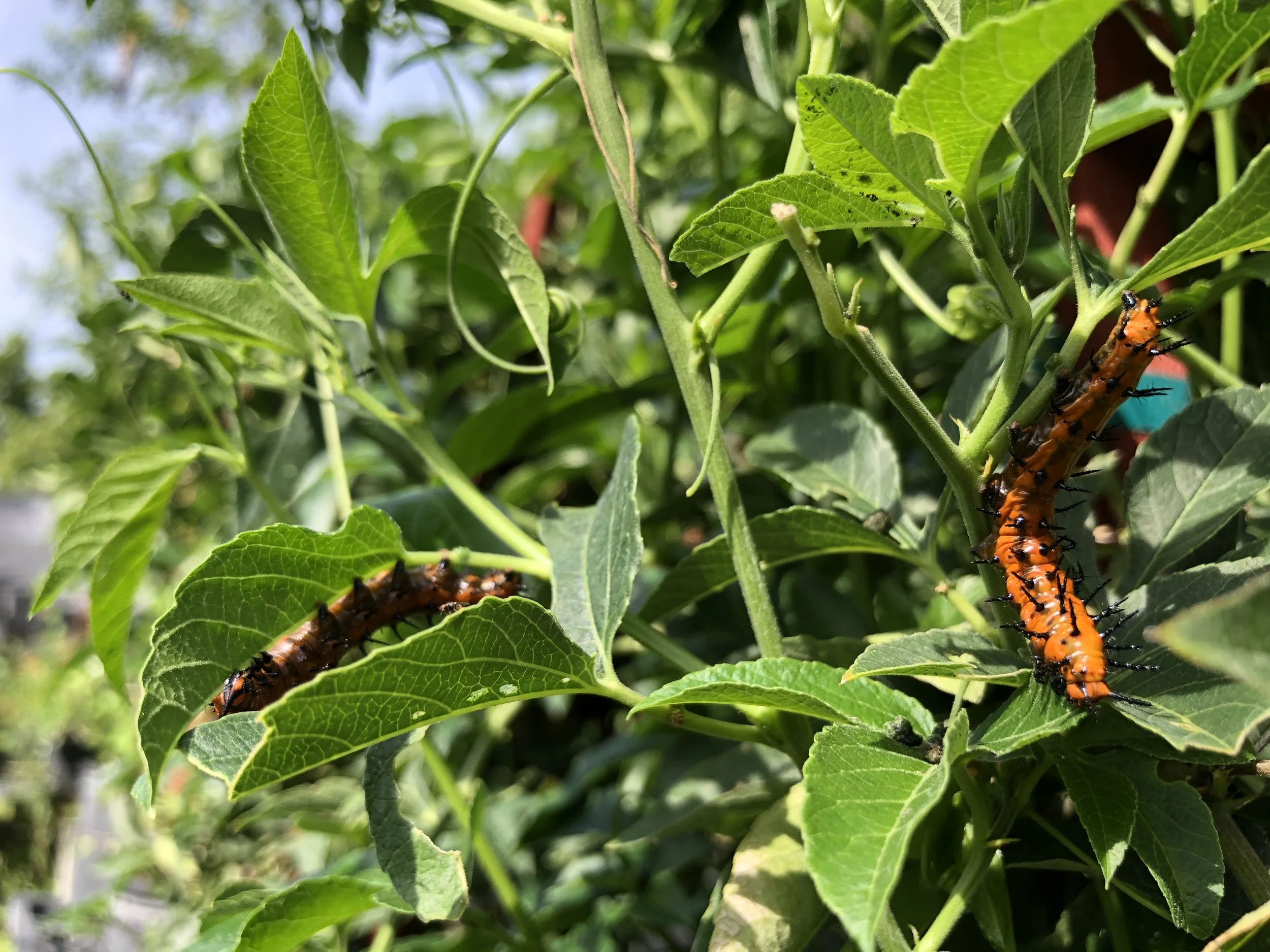 Senna mexicana var. Chapmanii, Chapman's Senna, aka Bahama Cassia