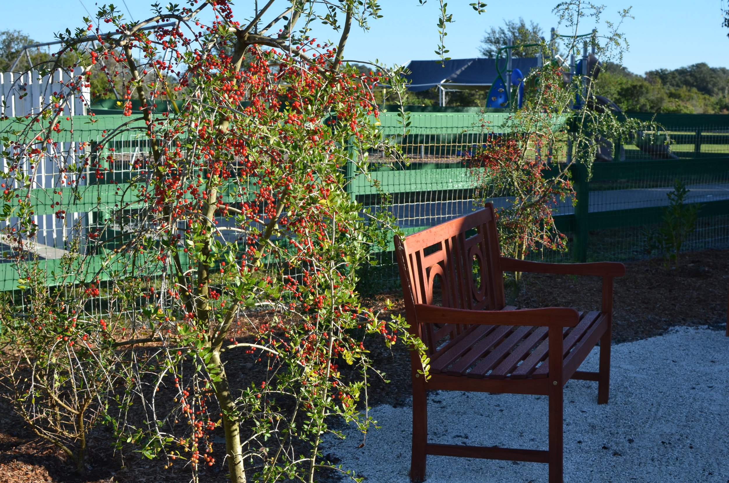 Weeping Yaupon Holly, Ilex vomitoria 'Pendula', two young fruiting trees for birds next to a bench in Sarasota, Florida.