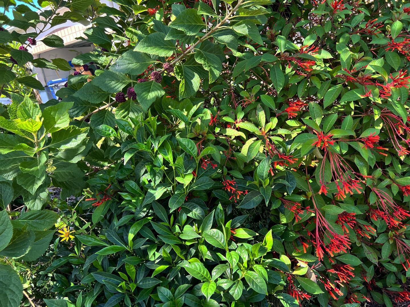 Can you name the three native shrubs in this picture? #gardenwithnativeplants #wildlifegarden #rewild #gardenforbirds #hummingbirdgarden #berriesforbirds #naturalgardening #sarasotagardening