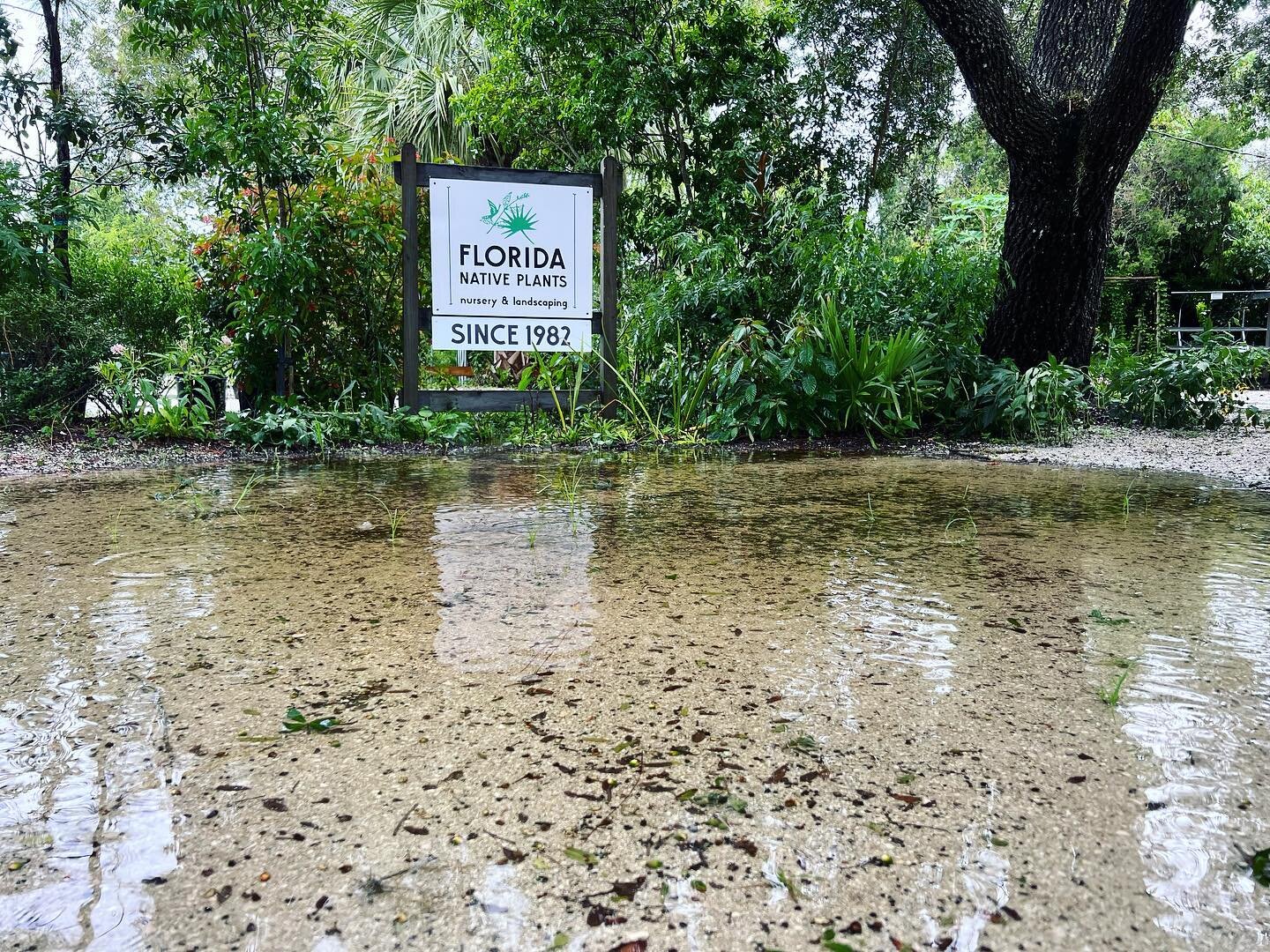 We are open our normal (summer) hours starting tomorrow 8-2 Thursday through Sunday. This lil bit of wet is pretty normal for our wetland rural nursery and will be dry by tomorrow but reflects some of the intense rain we got as the bands of hurricane