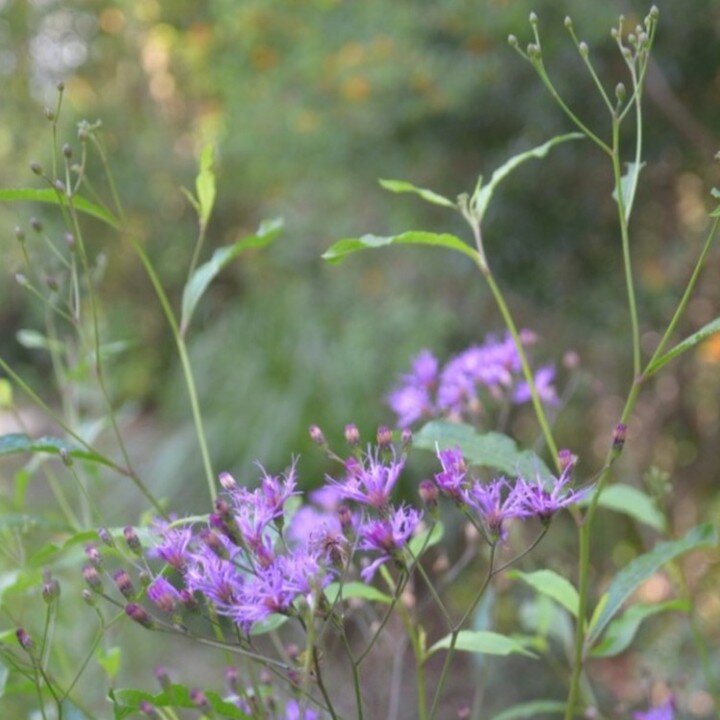 Saturated, deep, reddish purple...how would you describe the spectacular color of the Giant Ironweed (Vernonia gigantea) flowers? A tall pollinator garden standout, it blooms summer to fall and is loved by many pollinators. Easy to grow and versatile