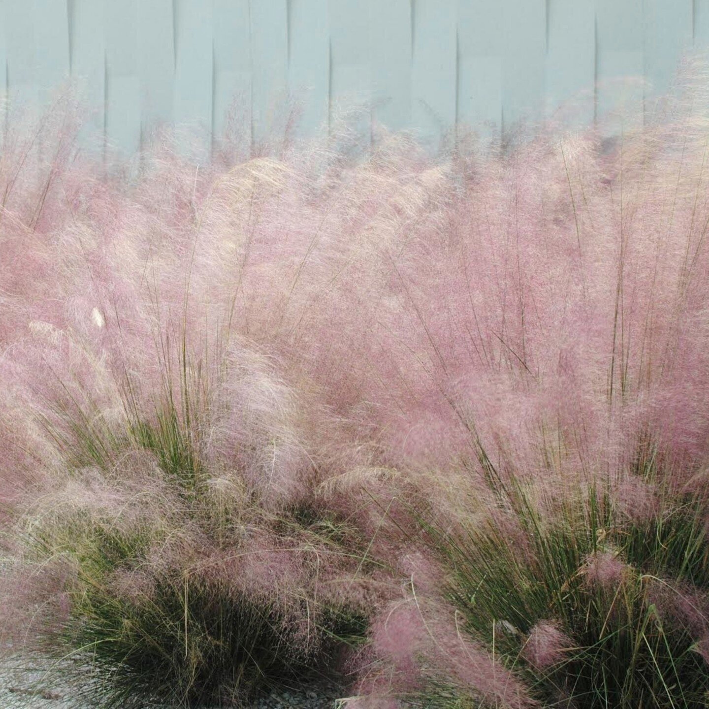 A favorite &ldquo;real Florida&rdquo; experience is seeing the shimmering, cloud-like purple inflorescence of muhly grass on a foggy fall morning. 

- Native, perennial, evergreen grass; 3-4&rsquo; 

- Full sun to light shade, average soil, moderatel