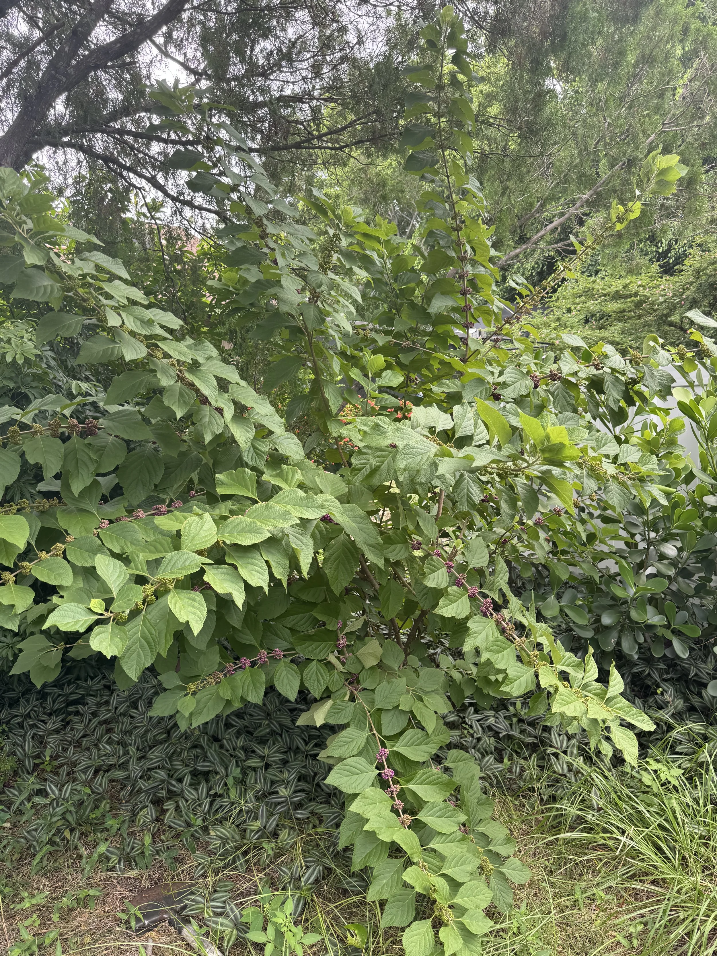 IMG_2985.jpeg
