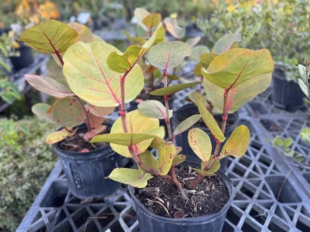 Sea Grape (3 gallon size)