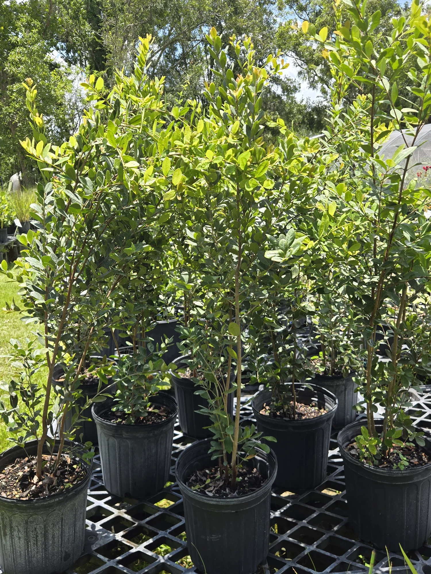 Walter's Viburnum (Viburnum obovatum) — Florida Native Plants Nursery ...
