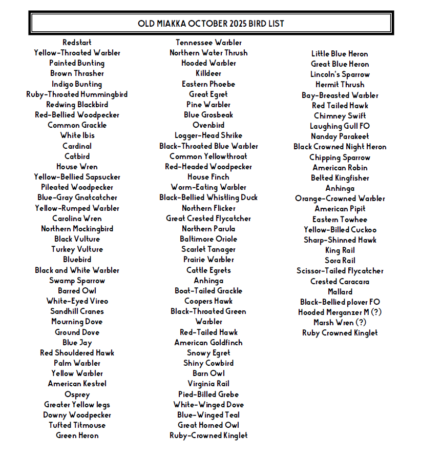 Jean’s October 2025 Bird List