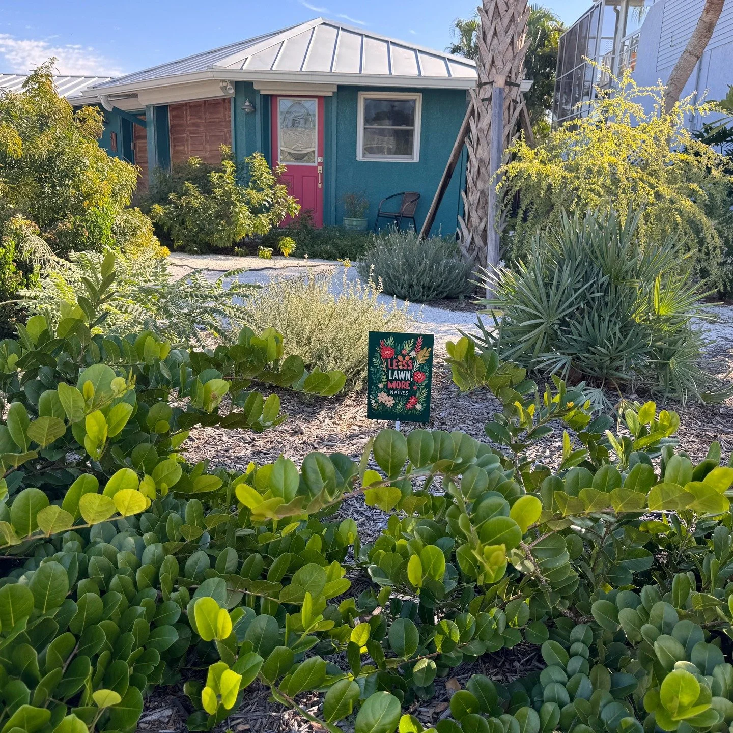 One of our favorite native plant installations from around this time last year in Nokomis, Florida. 

The fall-blooming muhly grass is putting on an incredible show, and the rest of the landscape has filled in beautifully. We removed the entire front