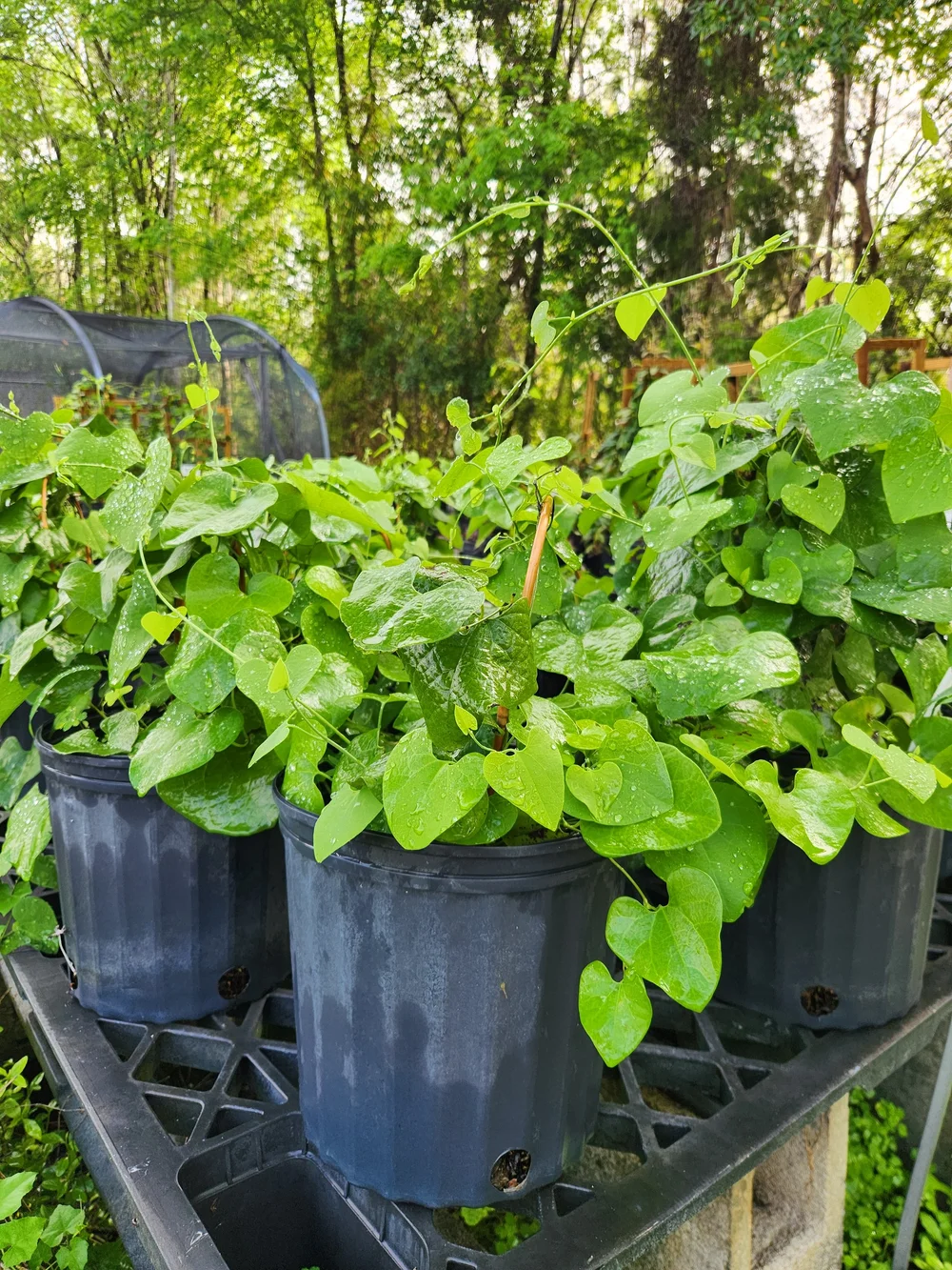 Pipevine, Aristolochia macrophylla — Florida Native Plants Nursery