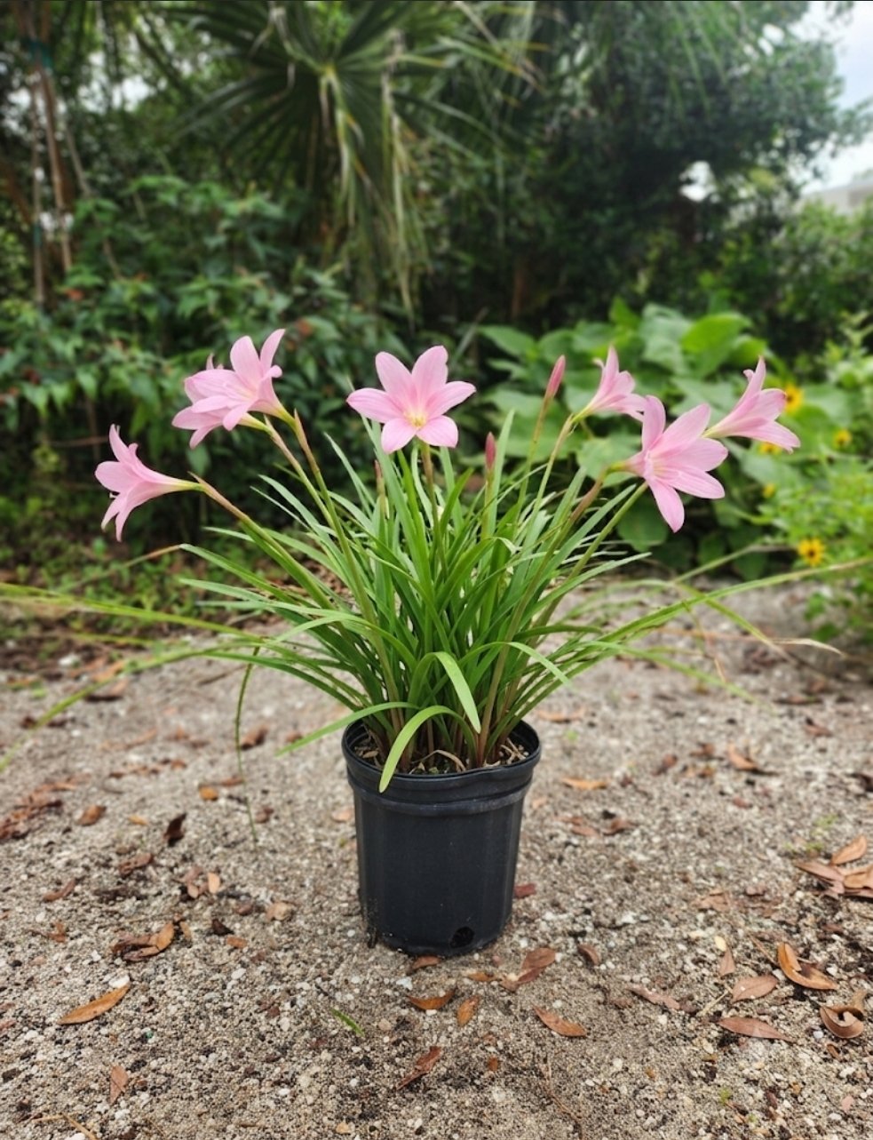 Argentine Rain Lily