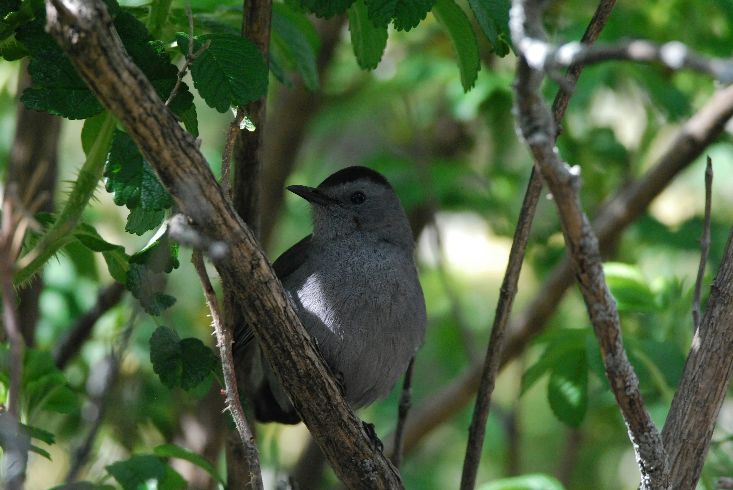 Catbird