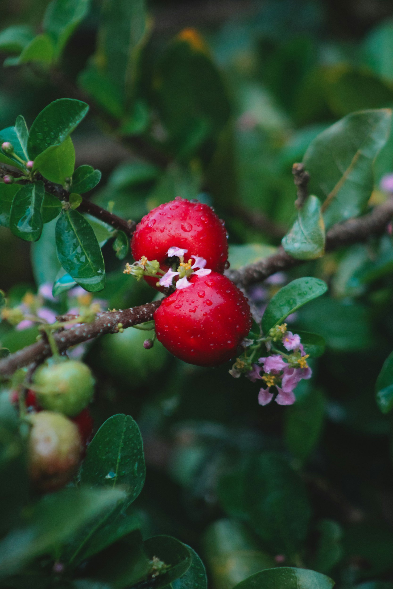 Barbados Cherry