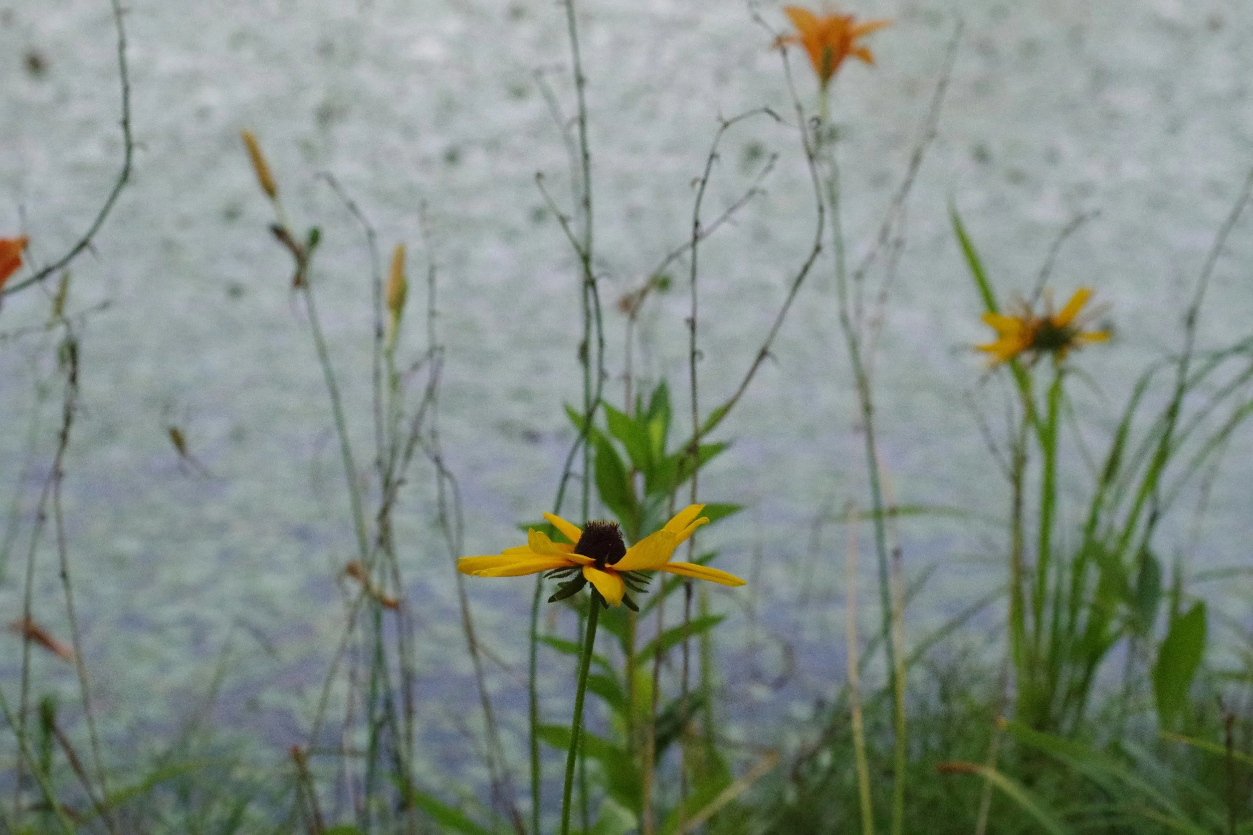 Rain garden image of wildflower