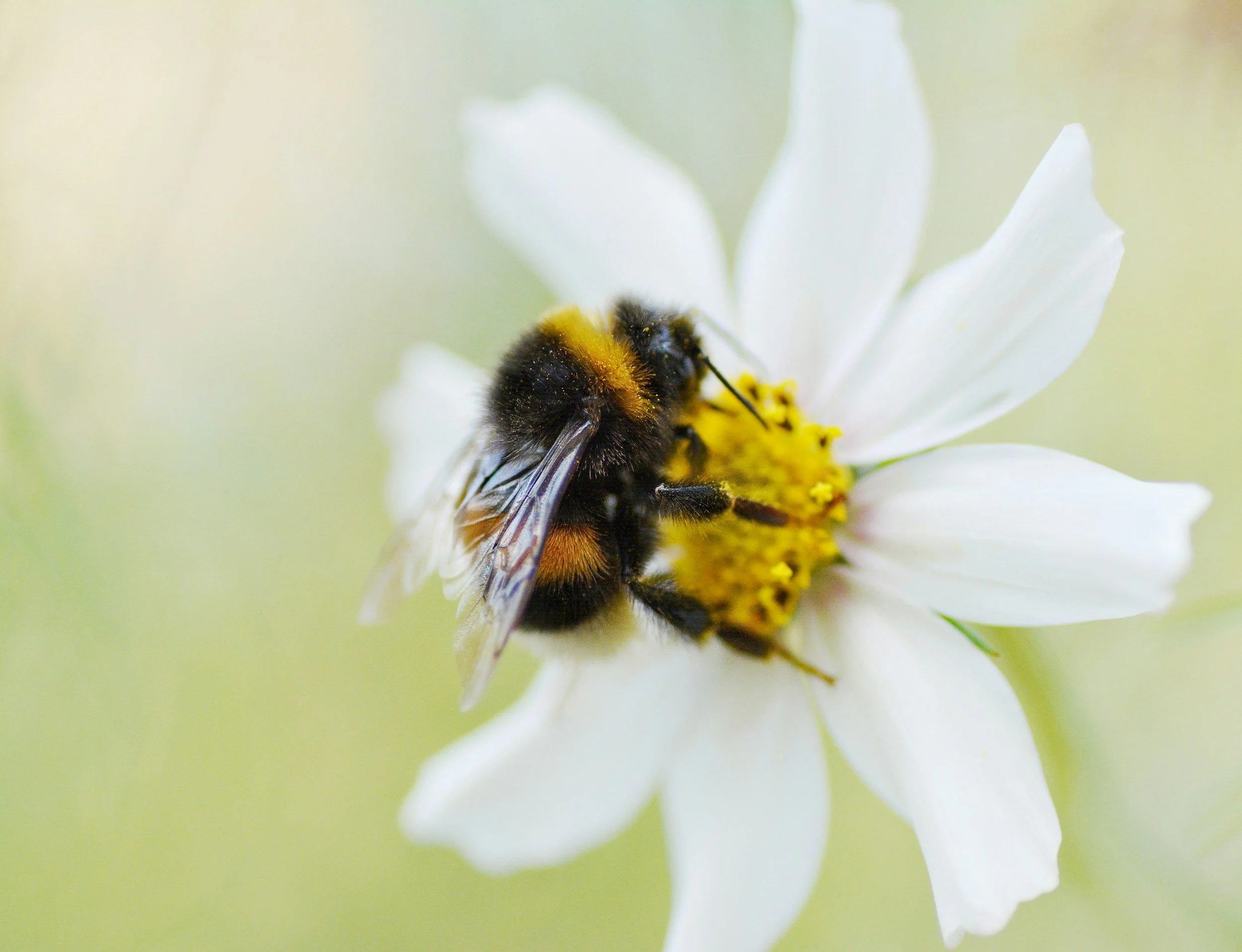Native bee on Bidens