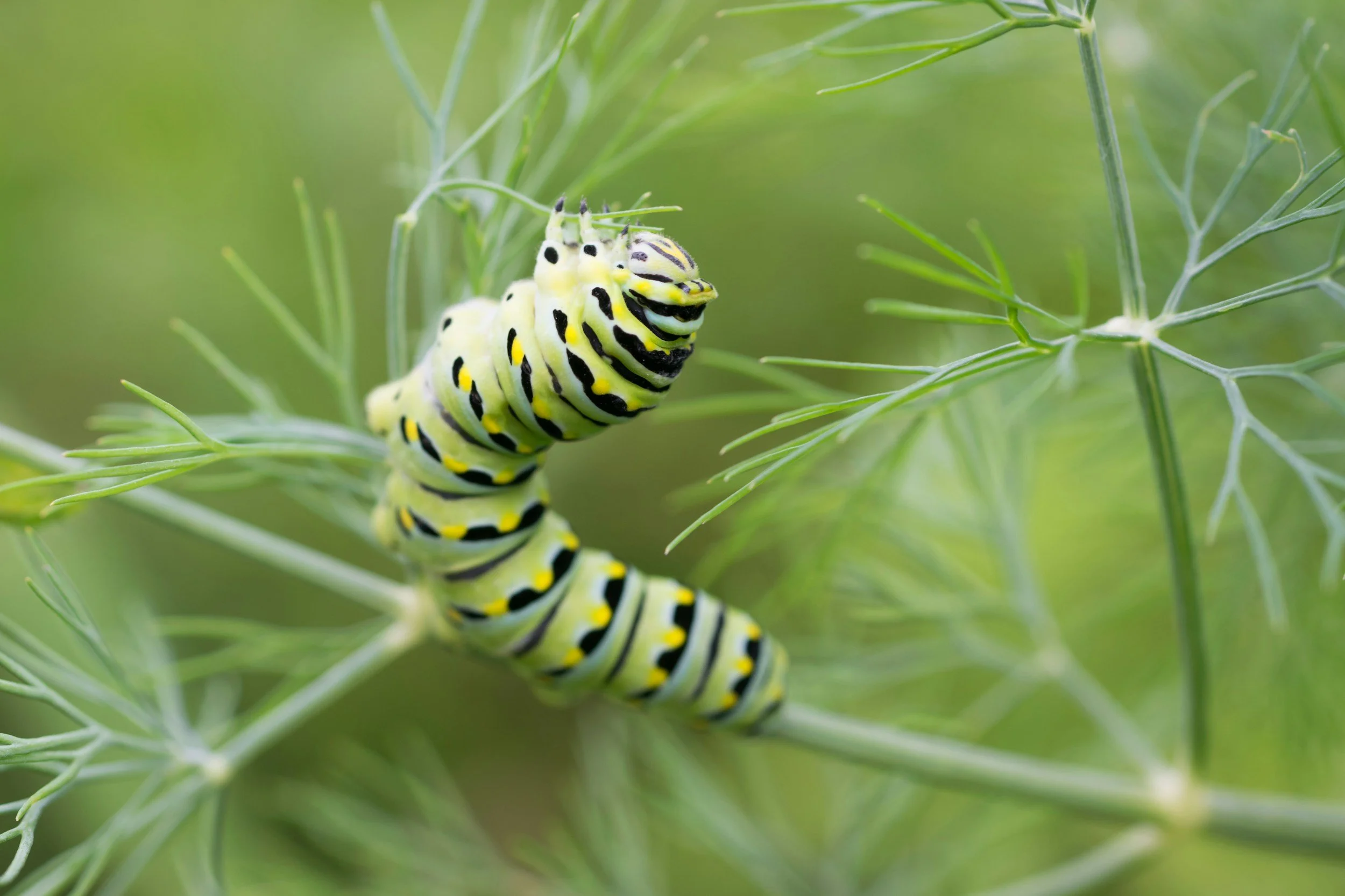 A close-up photograph of a yellow and black caterpillar with black and white markings, hanging on a green plant with delicate, thin leaves, set against a soft green background.