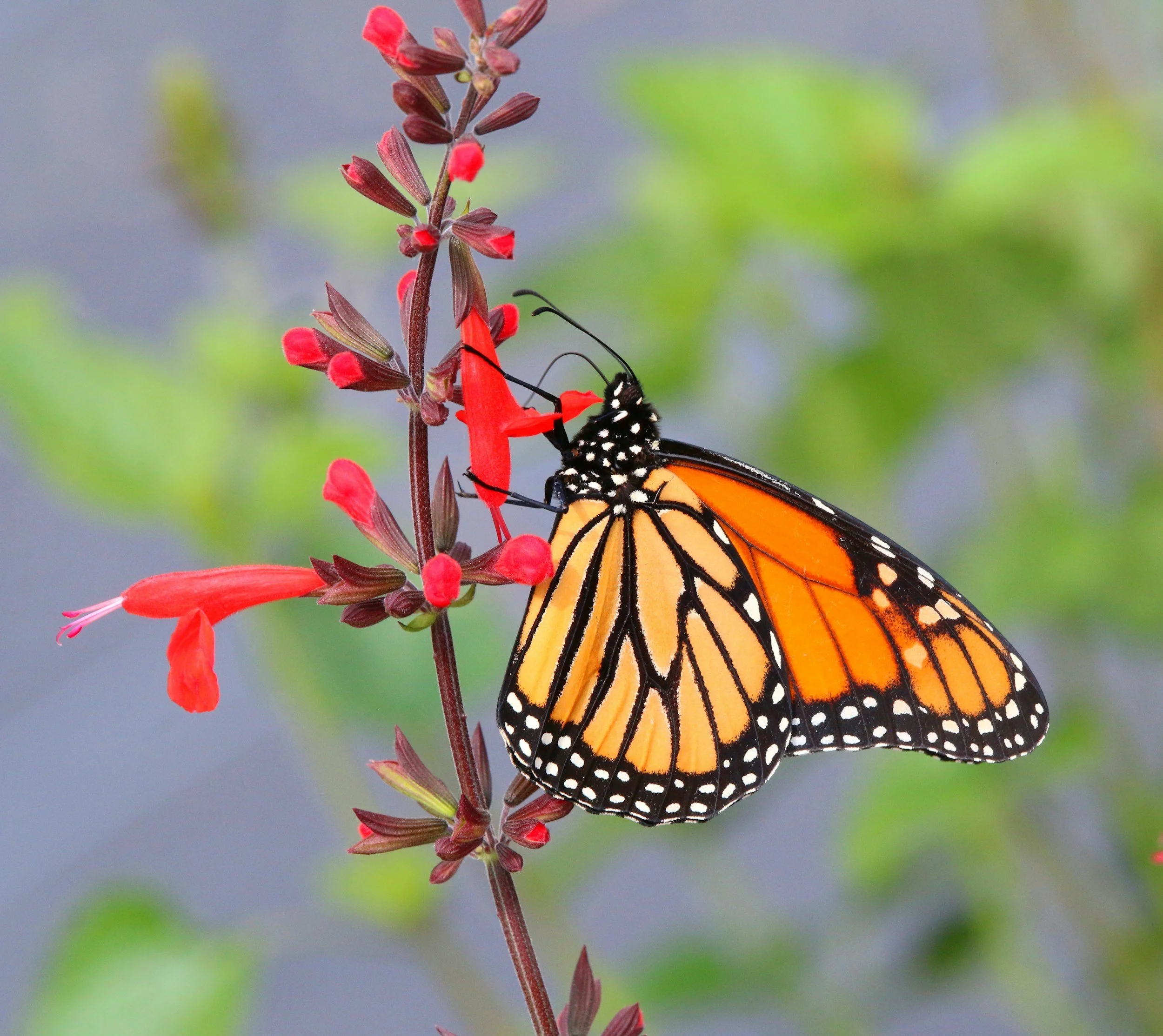 A monarch butterfly with orange and black wings perched on a red flower stalk with multiple red blossoms against a blurred green and gray background.