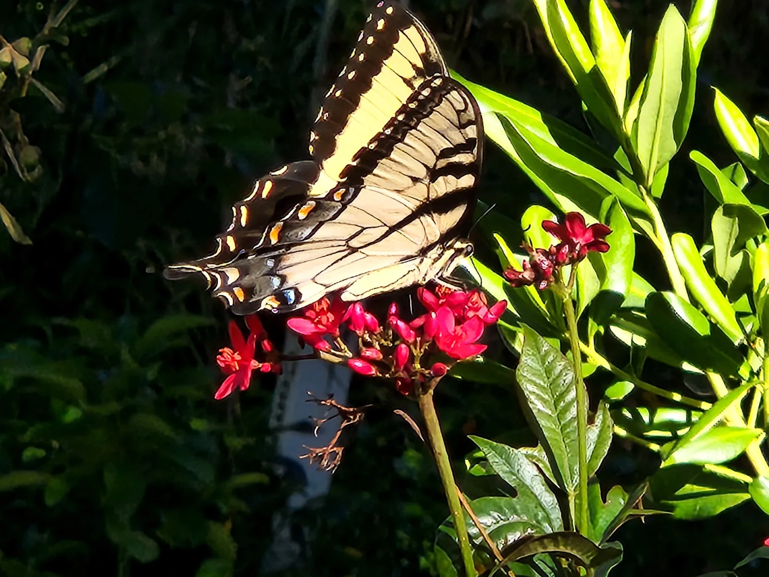 Jatropha, Jatropha integerrima — Florida Native Plants Nursery