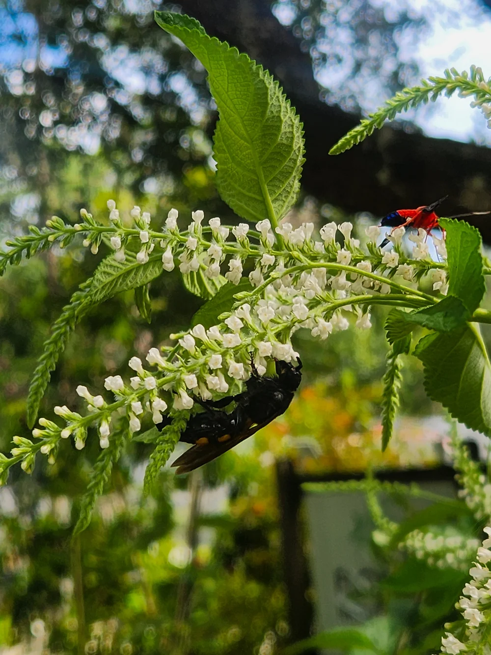 Sweet Almond- Aloysia virgata — Florida Native Plants Nursery