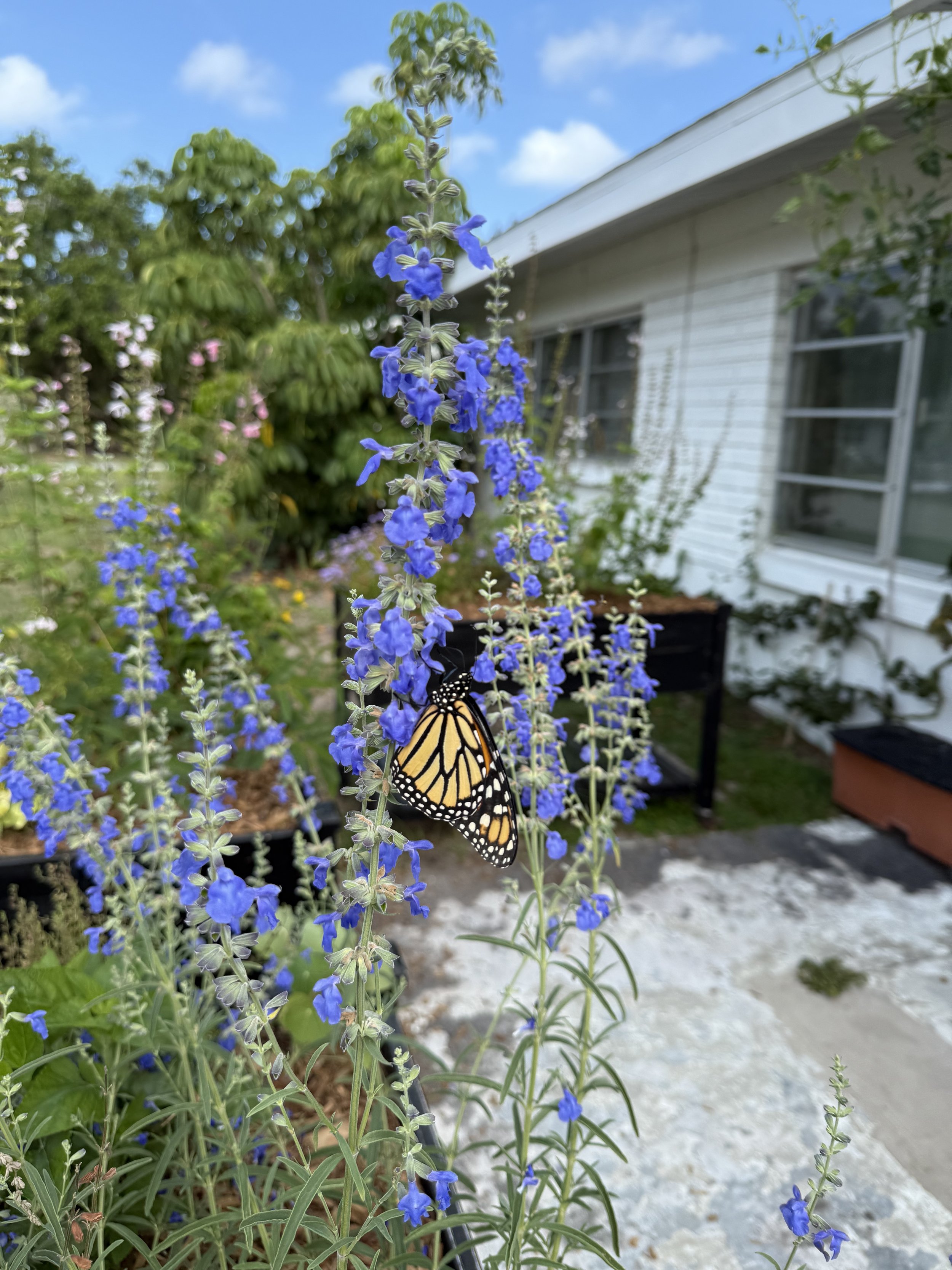Blue Sage W Monarch.jpg