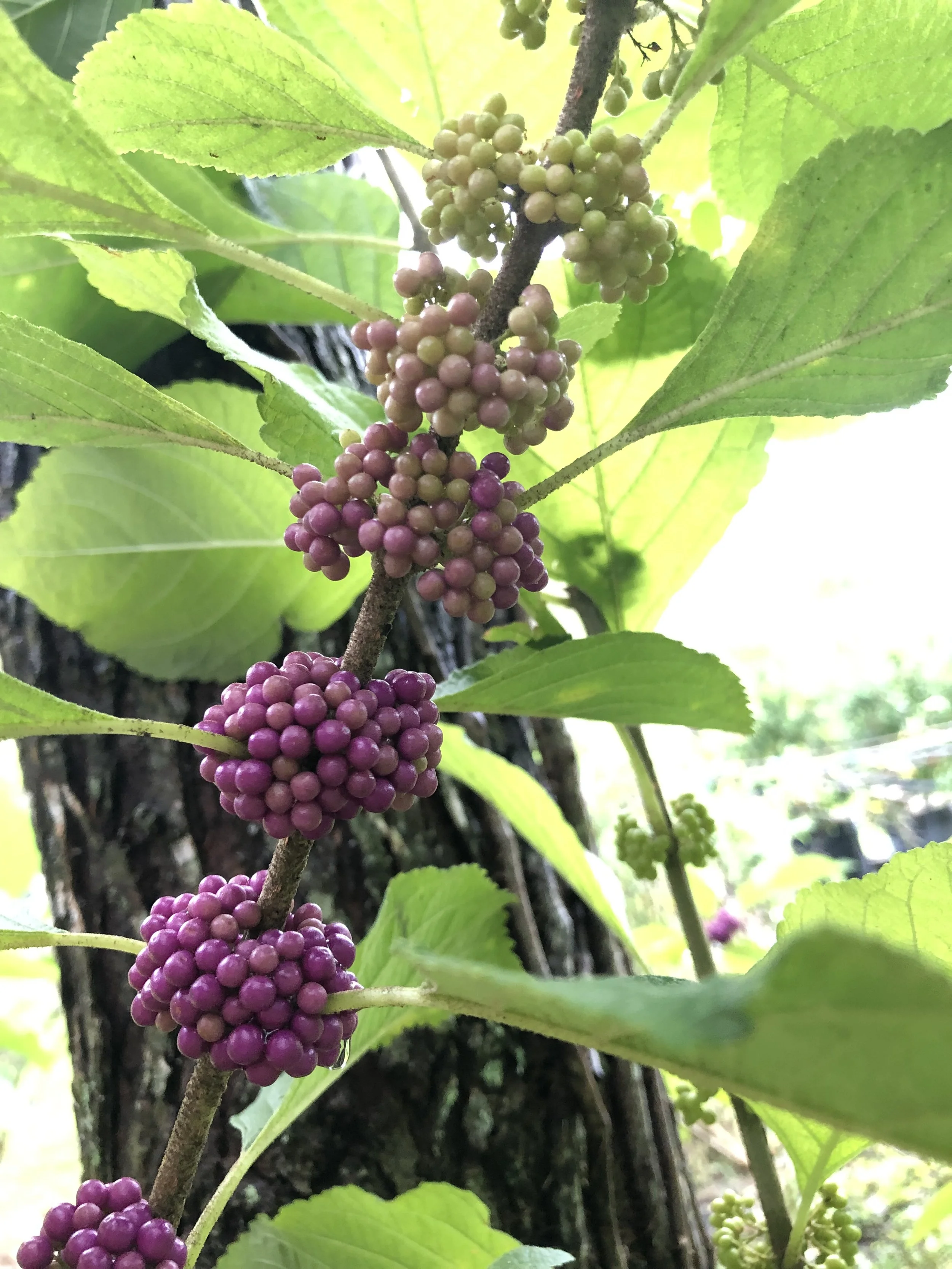 Beautyberry
