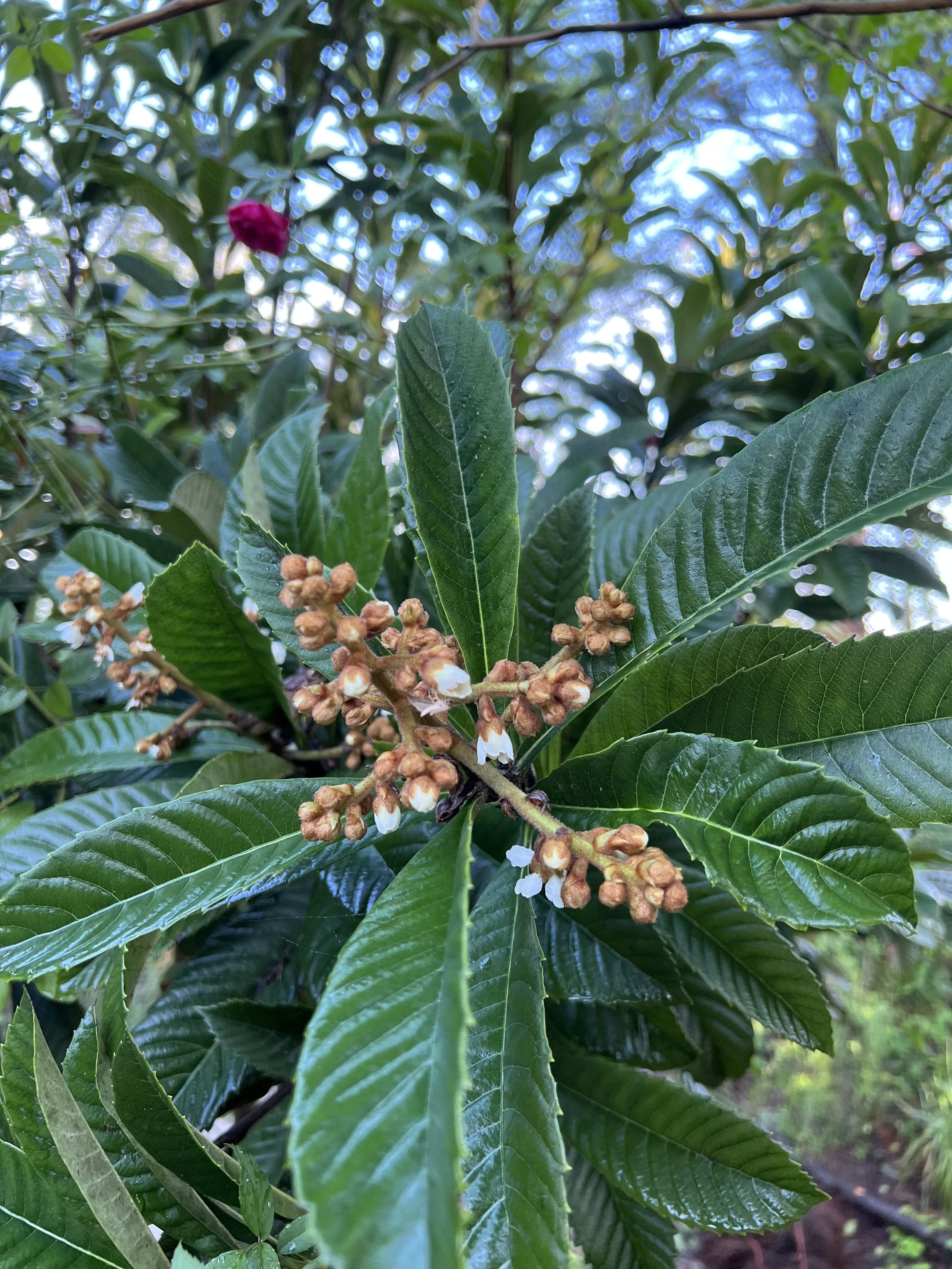 Loquat