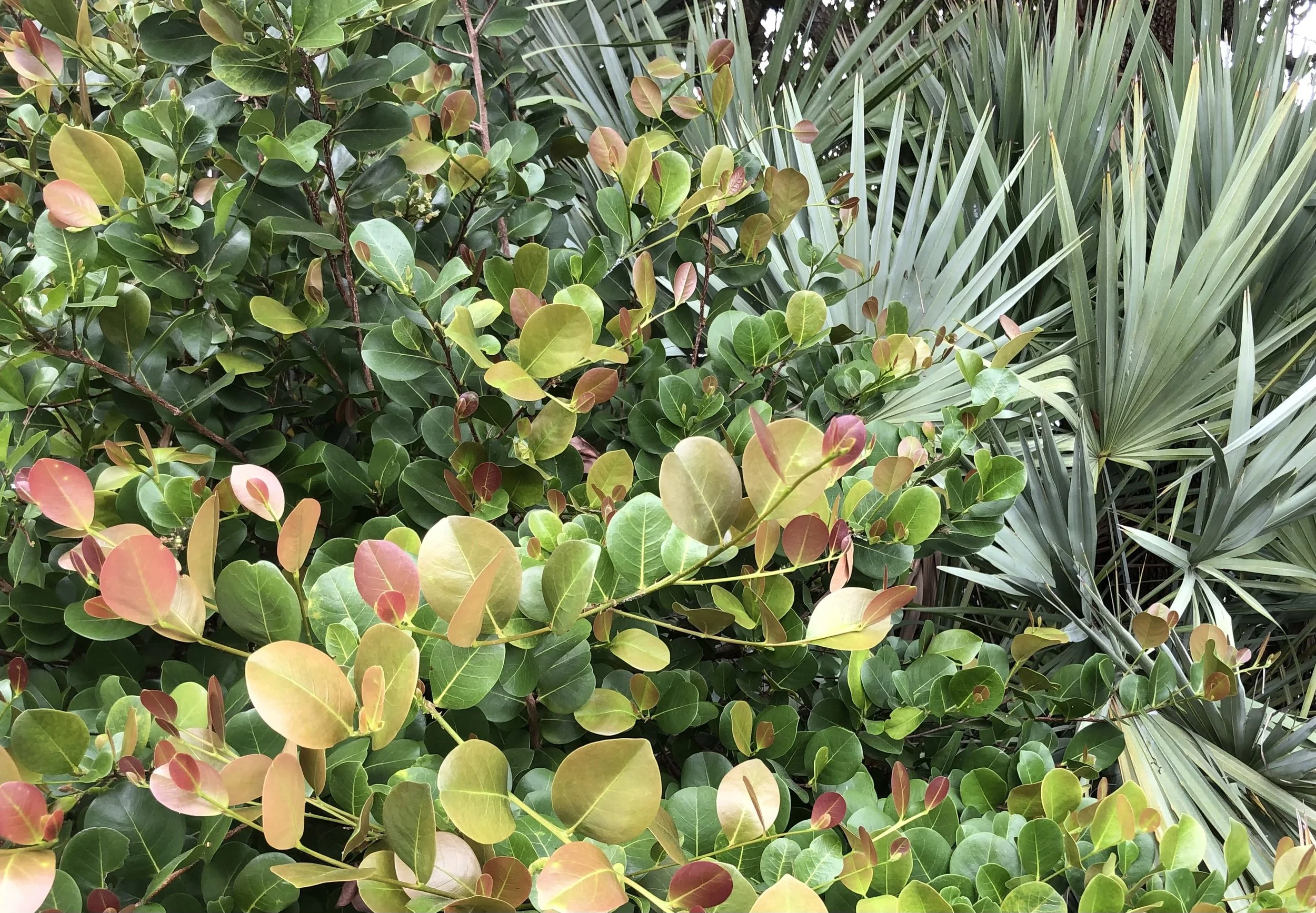 Red Tip Cocoplum