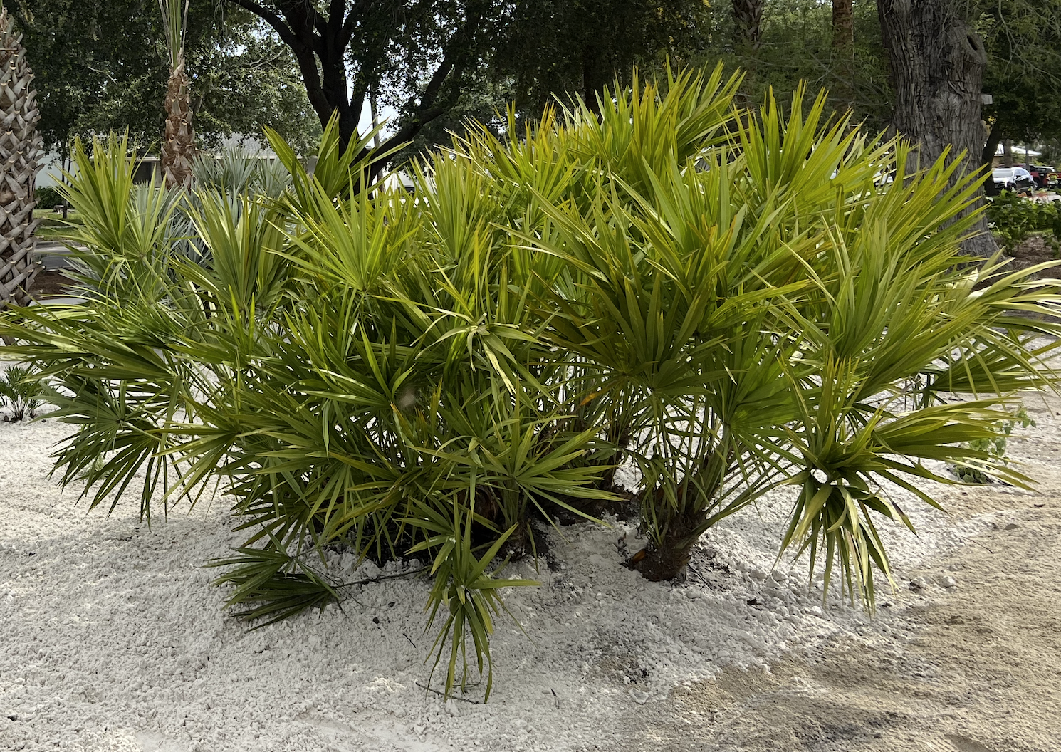 Green Saw Palmetto