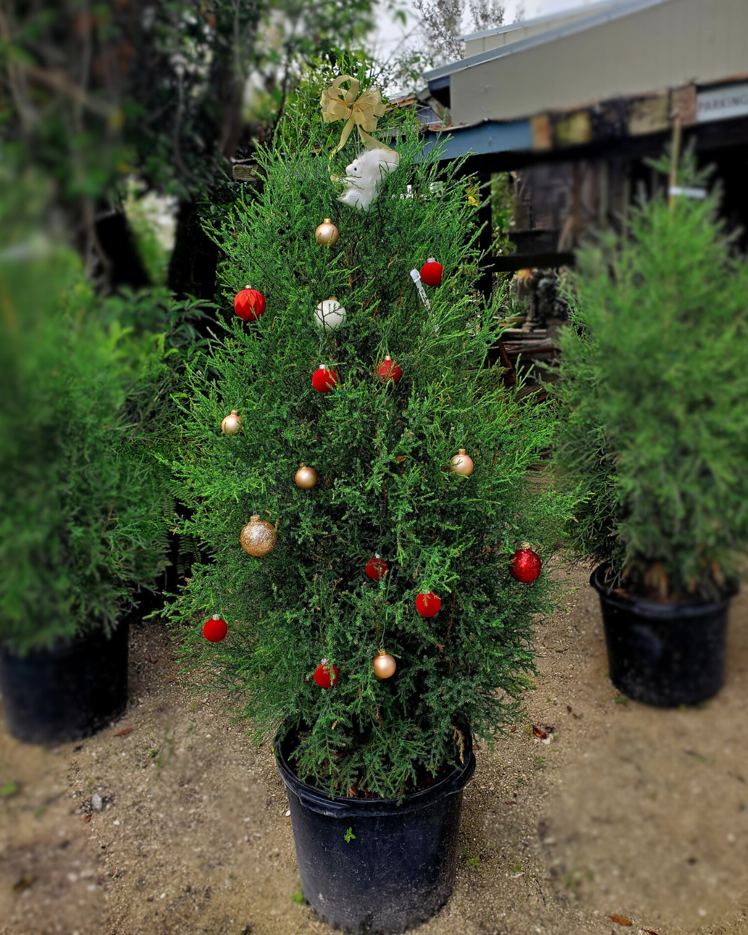 christmas tree.png