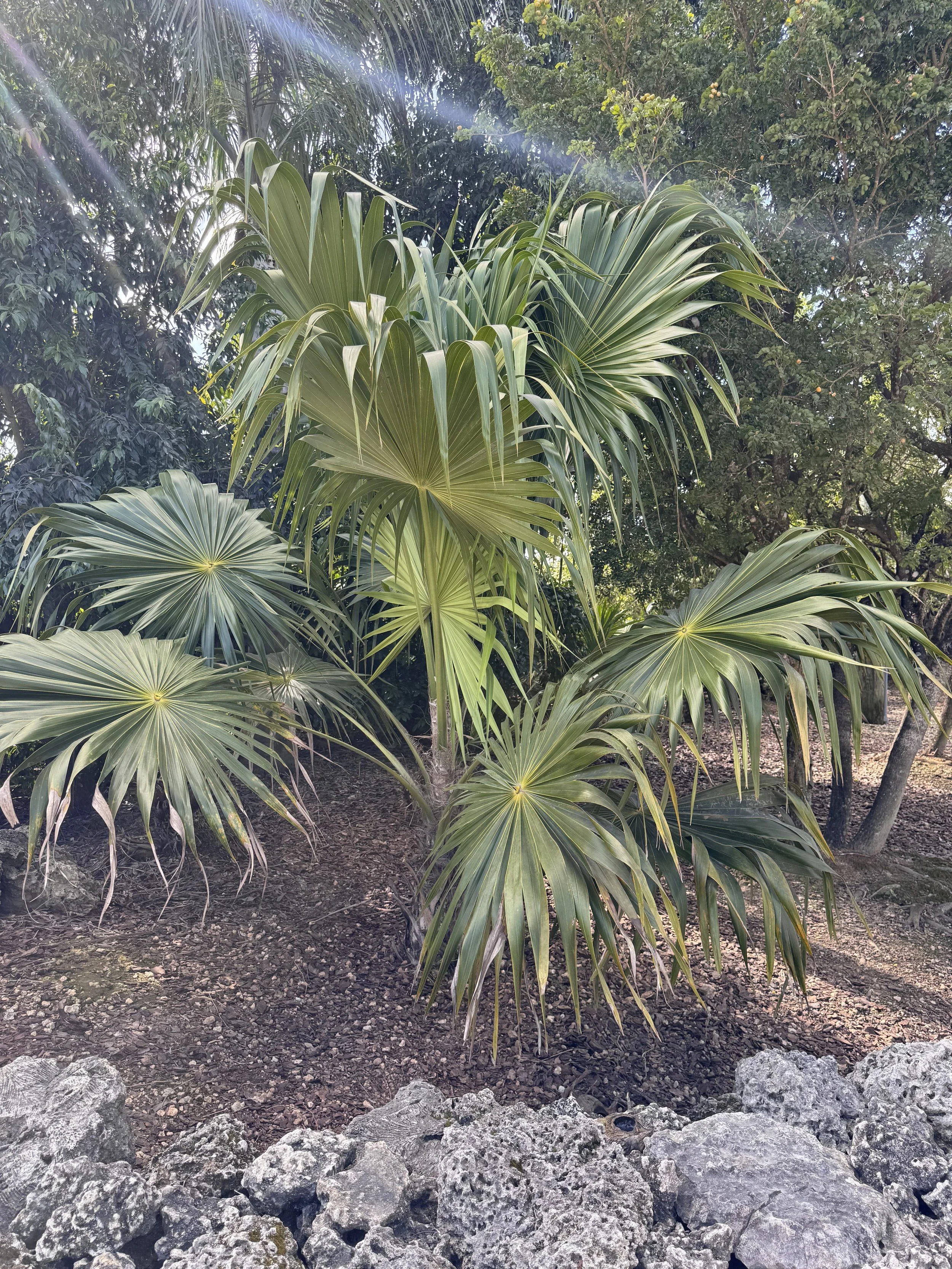 Florida Thatch Palm