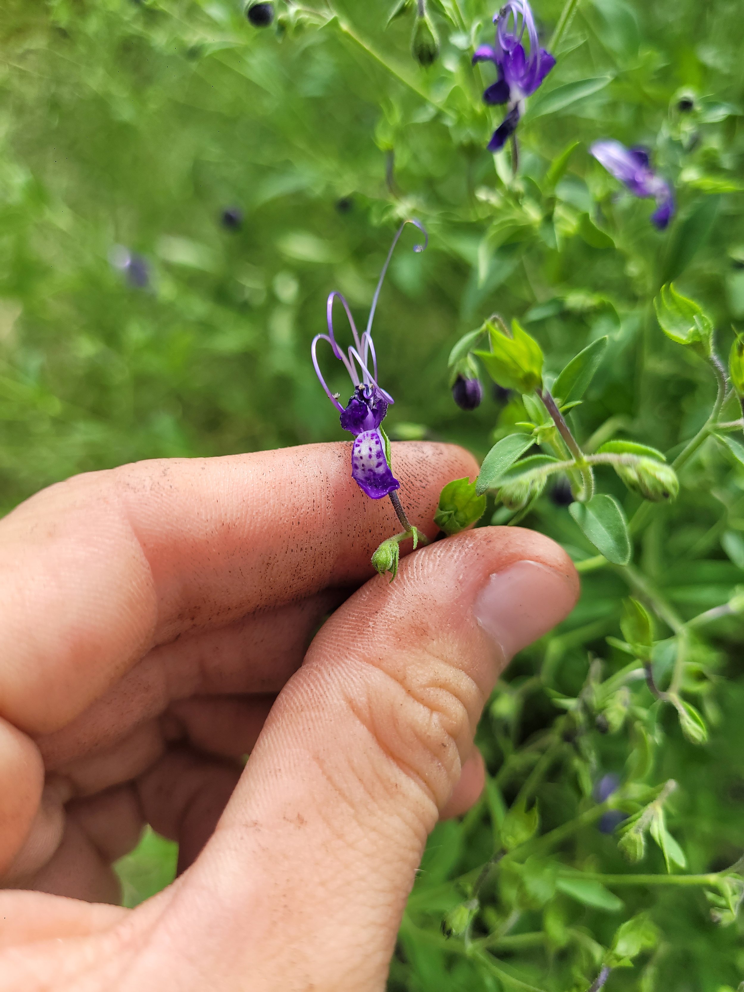 Blue Curls Flower Staff Favs.jpg