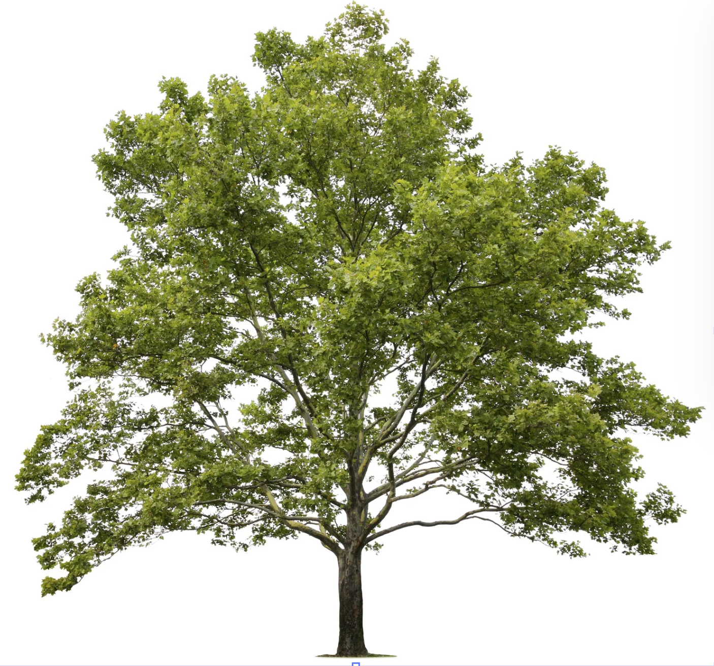Sycamore