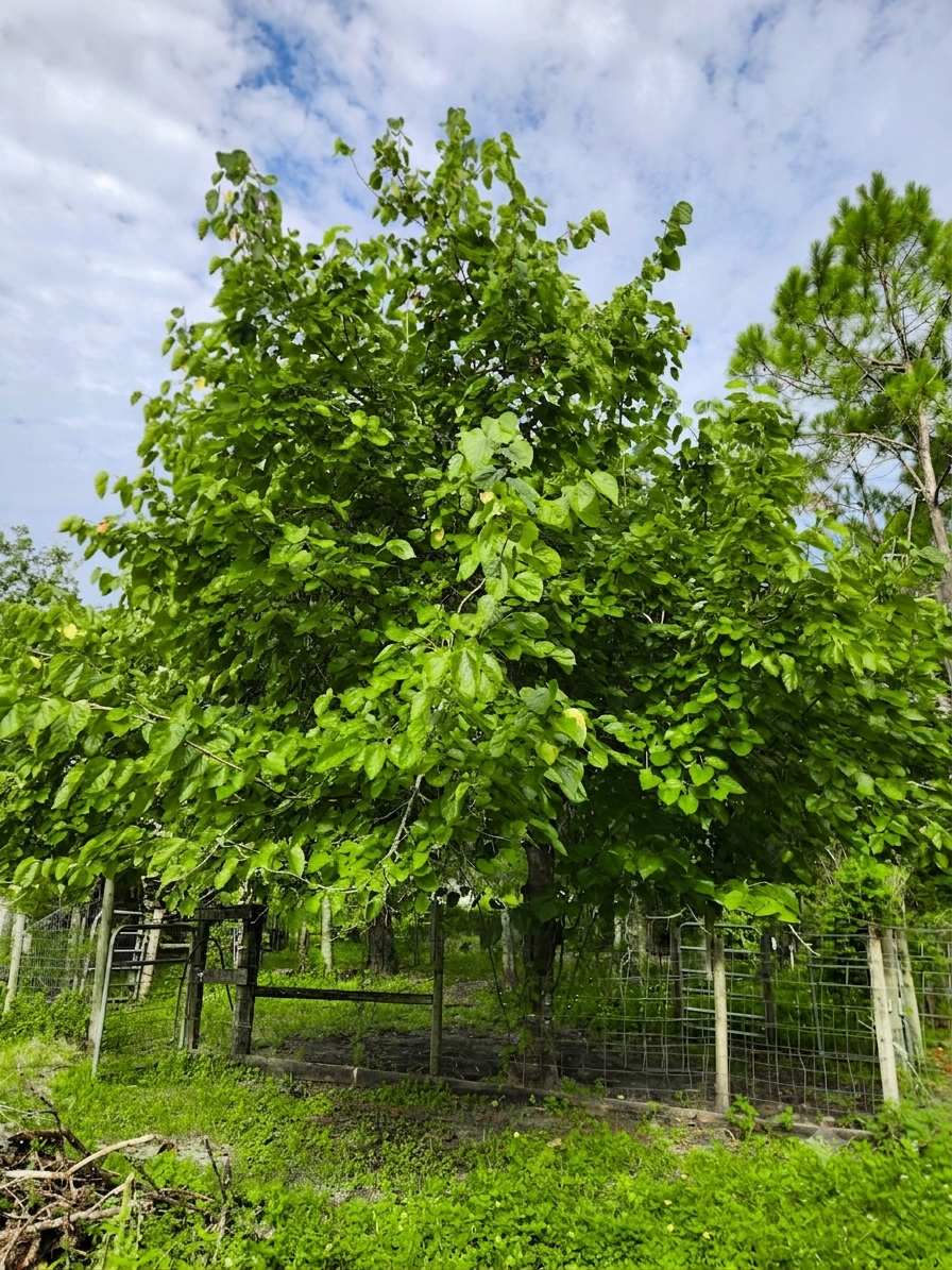 Tice Mulberry