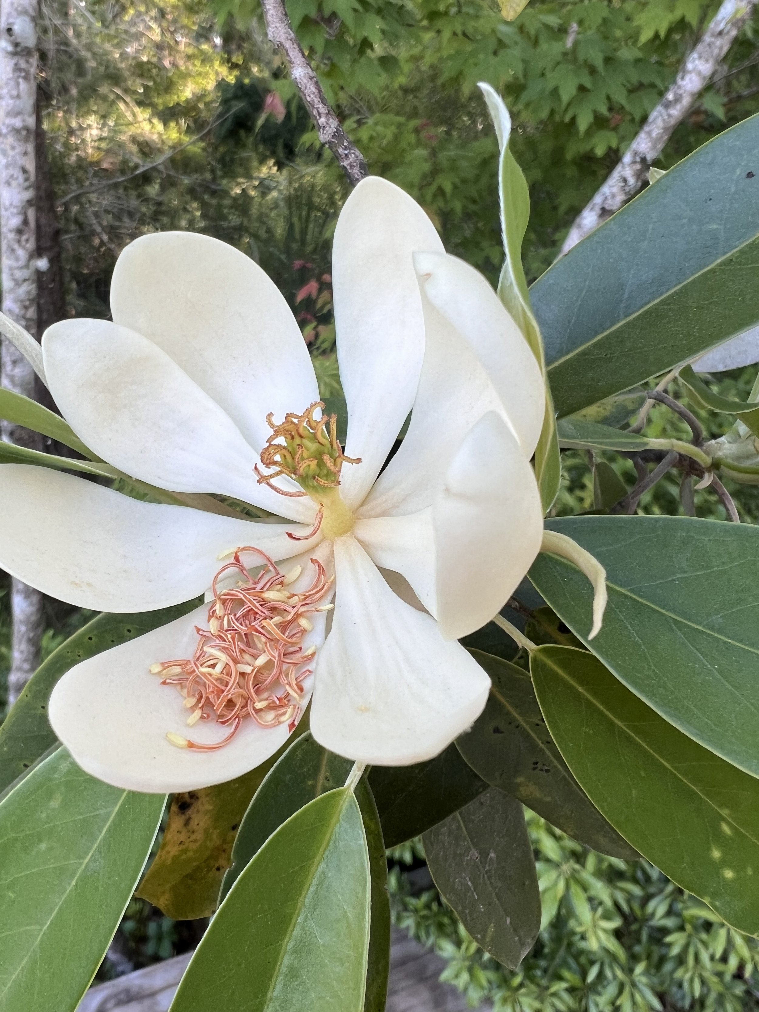Sweetbay Magnolia