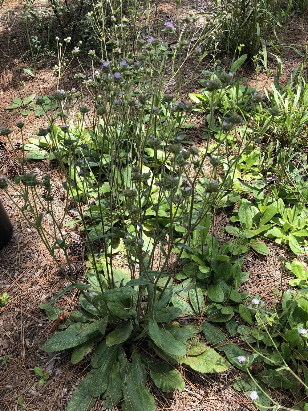 Elephants foot - Elephantopus elatus  Florida Native Plants Nursery &  Landscaping