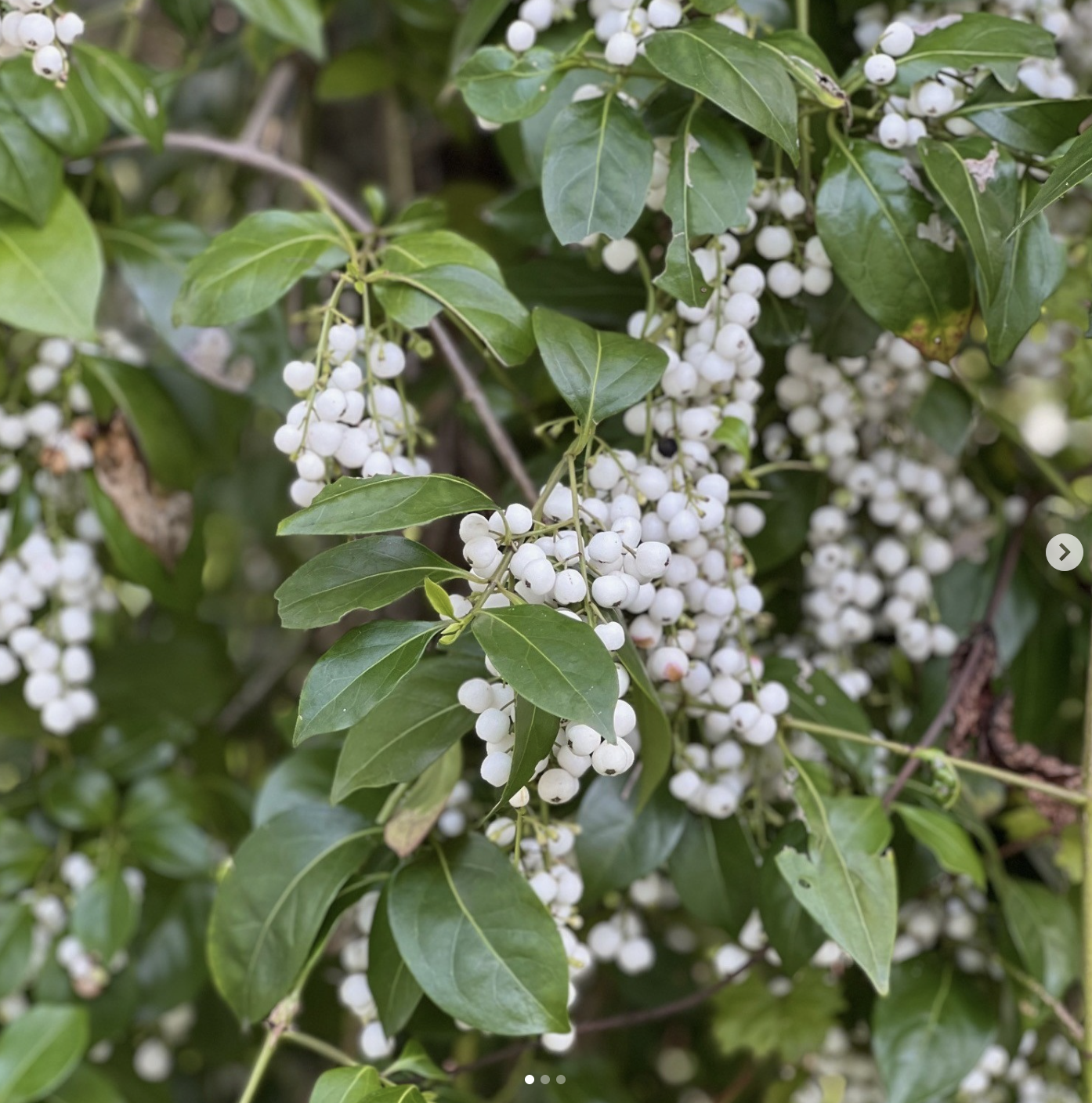 Snowberry