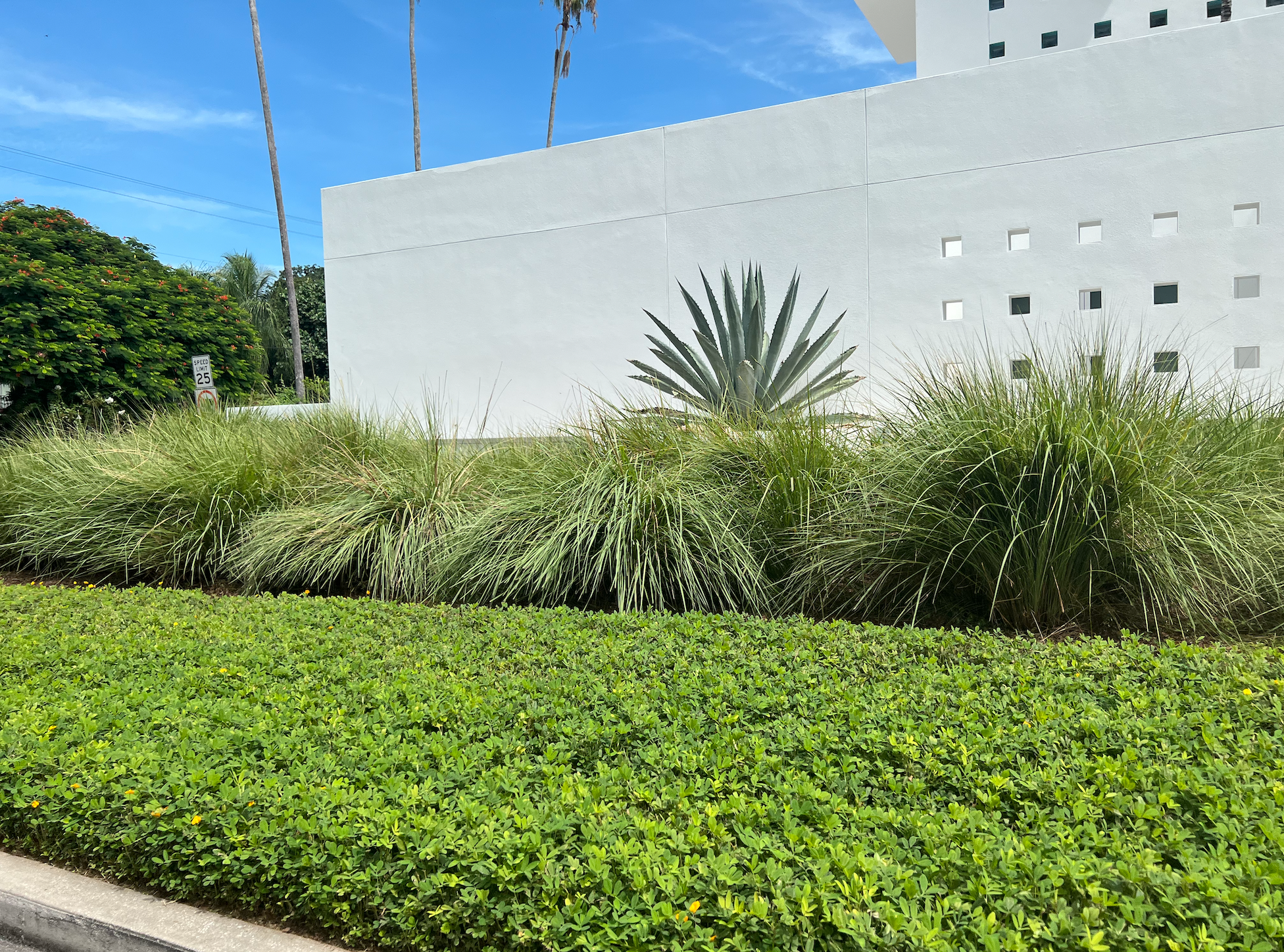 A sophisticated and modern lawn alternative in downtown Sarasota