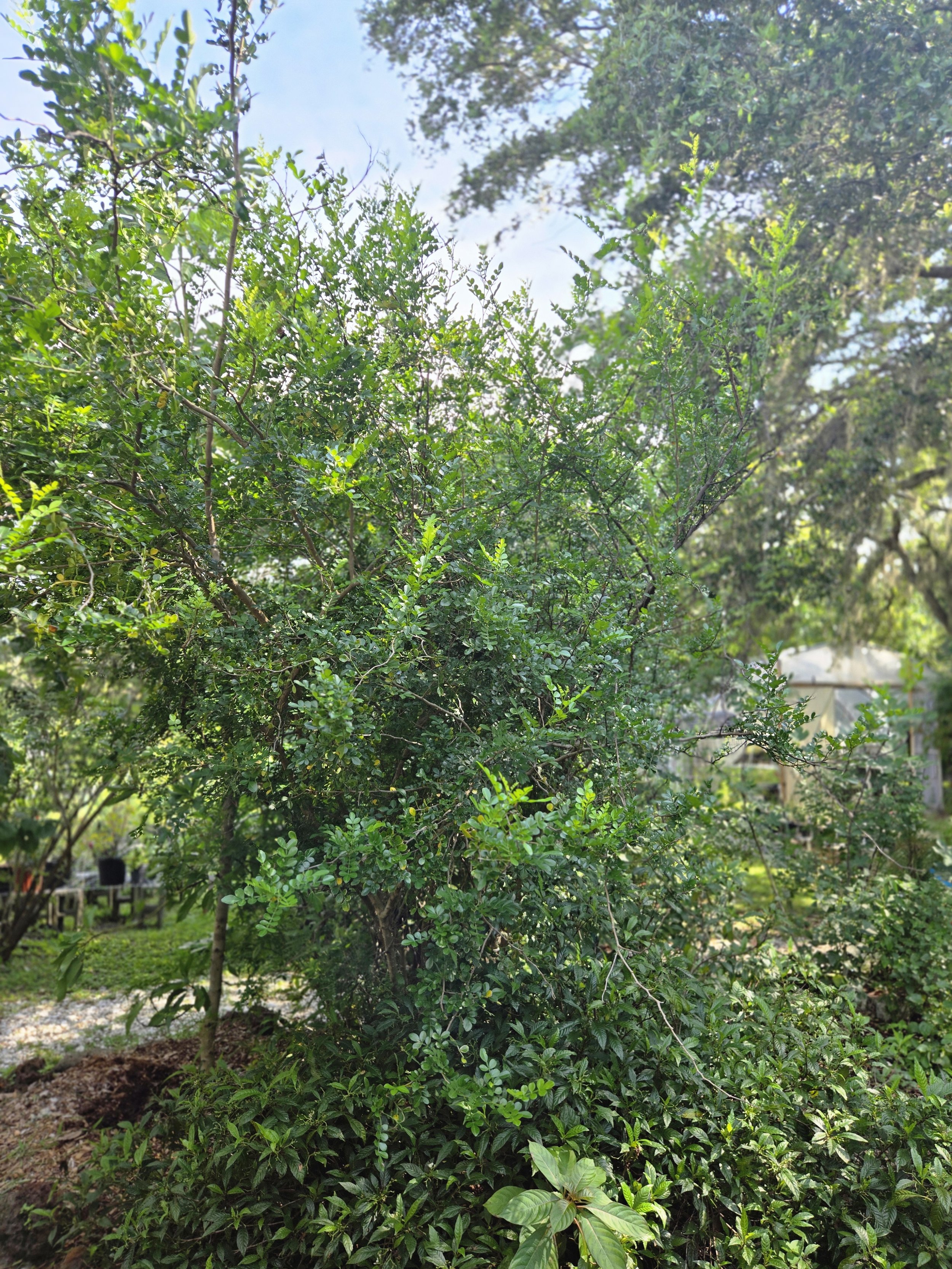 Wild Lime Mature.jpg