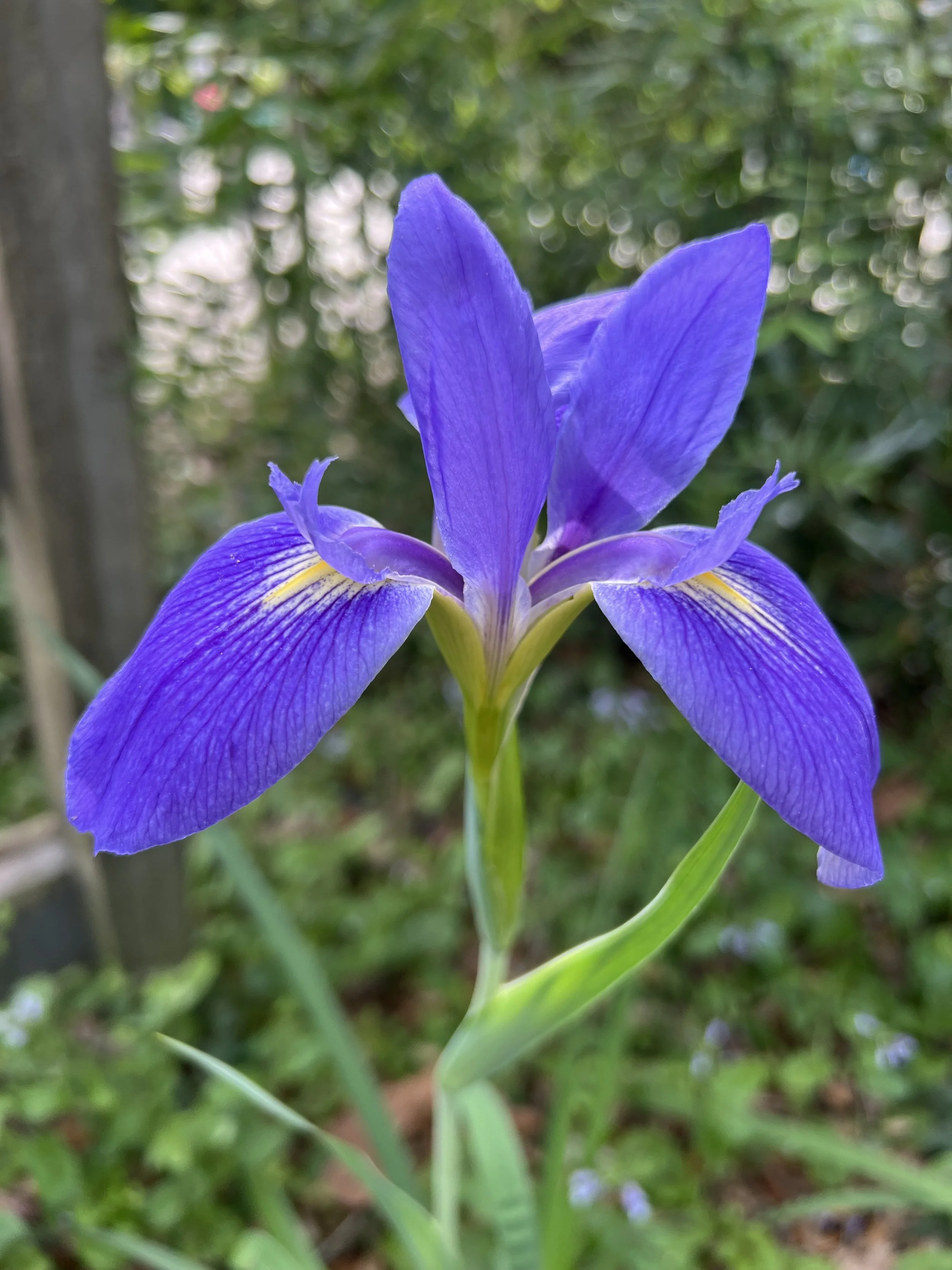Blue Flag Iris