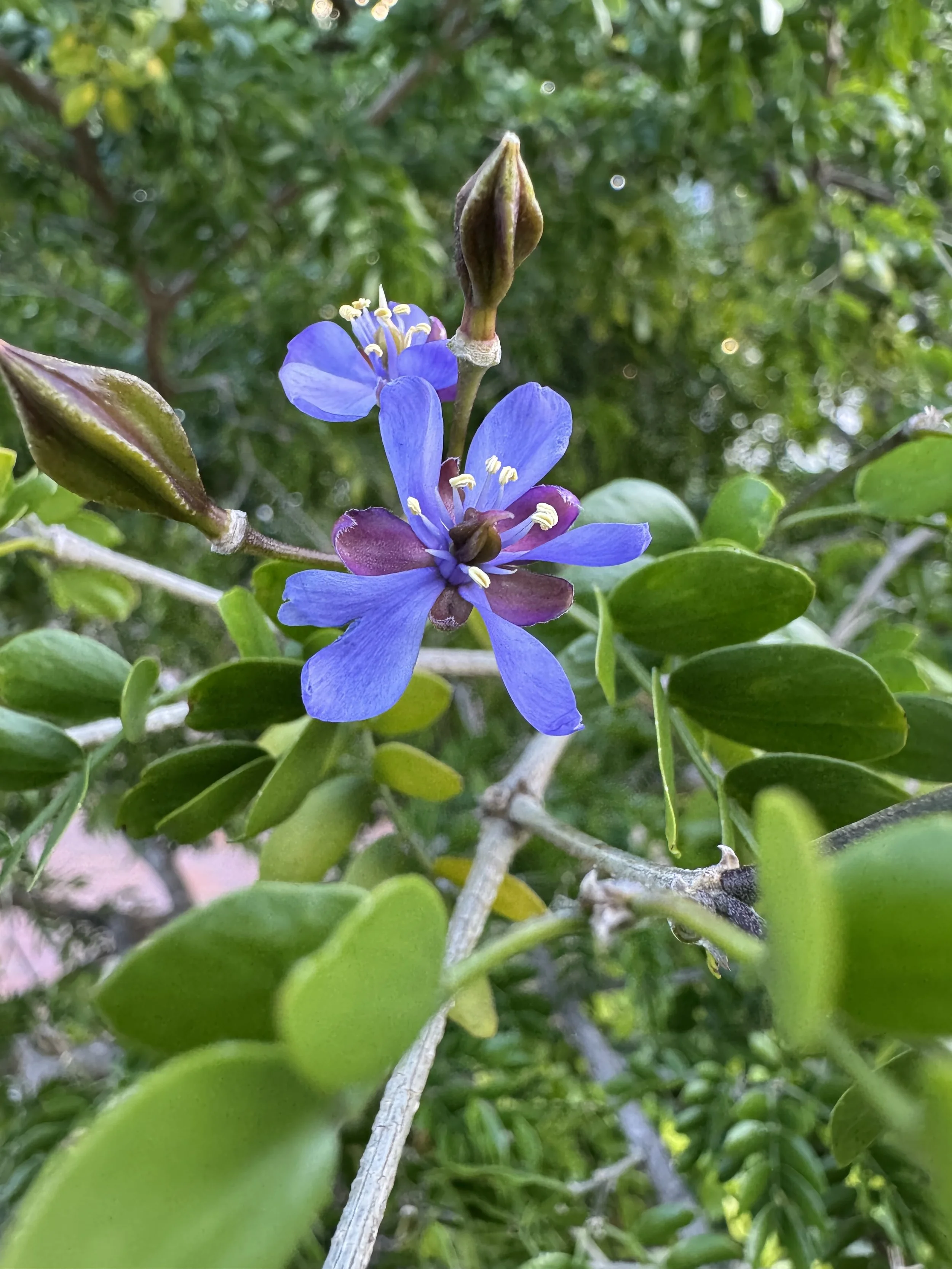 Lignum Vitae