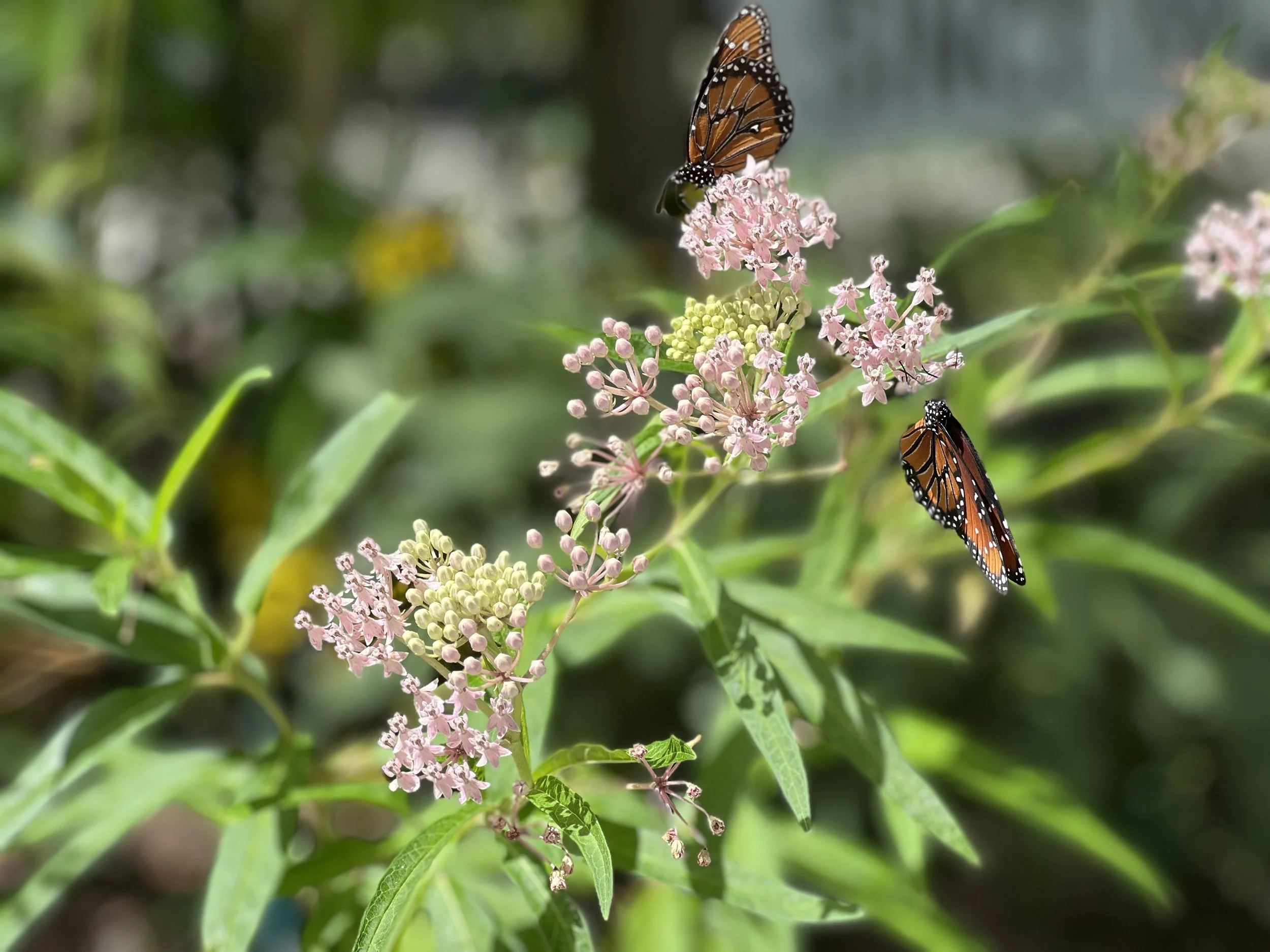 Butterfly on native milkweed