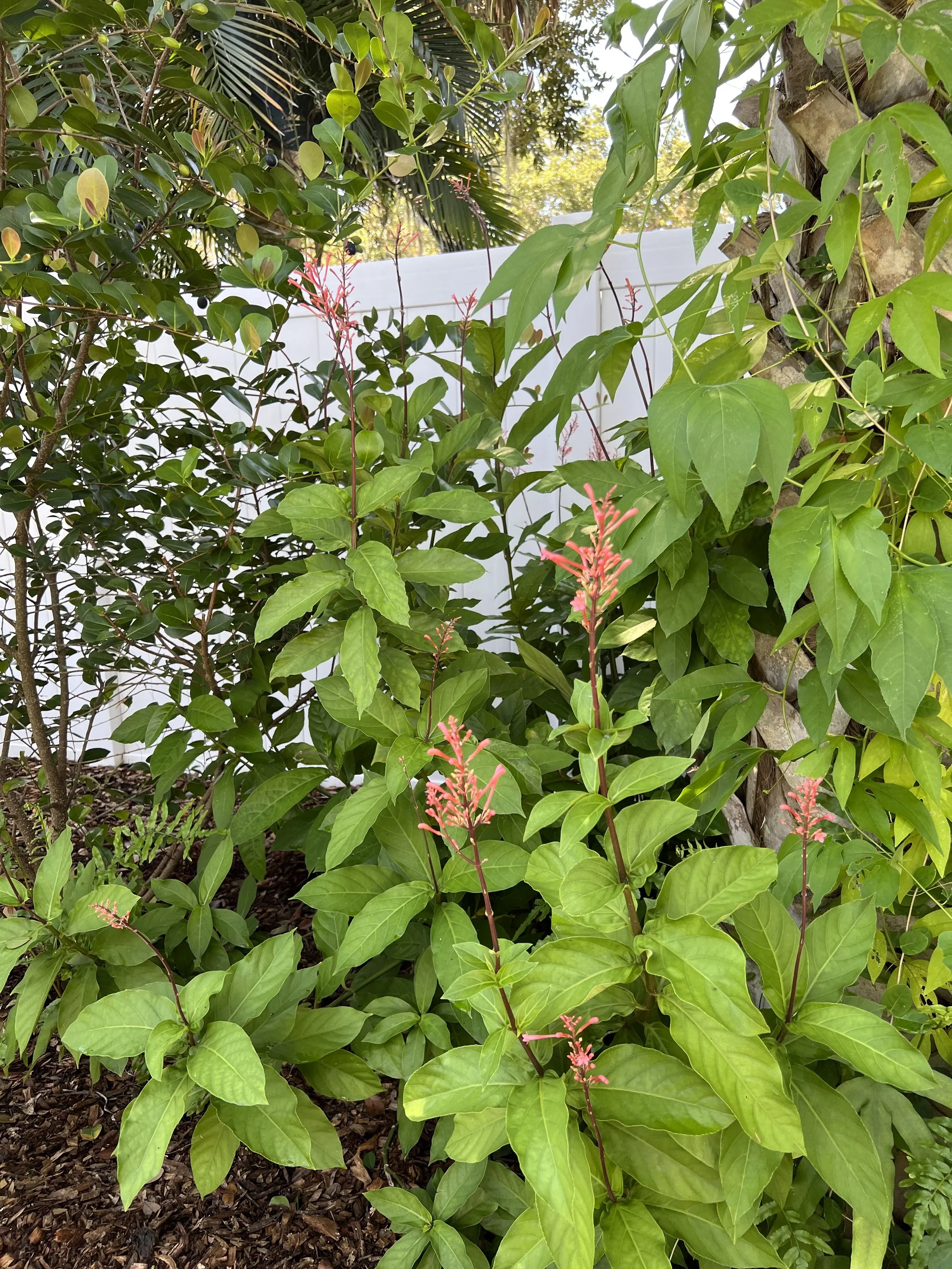IMG_0816.jpeg