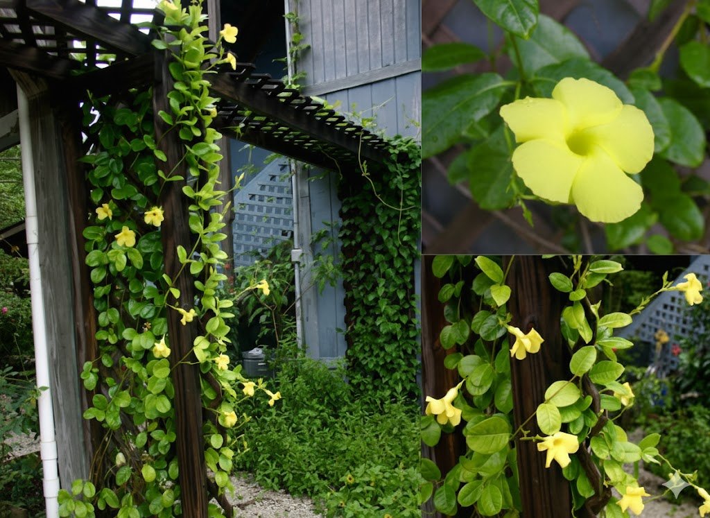 Wild Allamanda