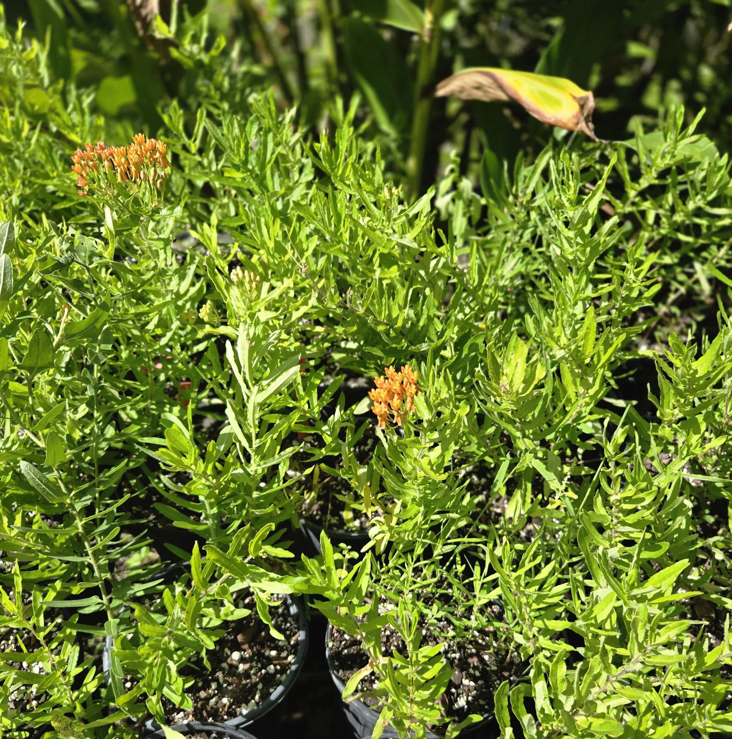 Senna mexicana var. Chapmanii, Chapman's Senna, aka Bahama Cassia