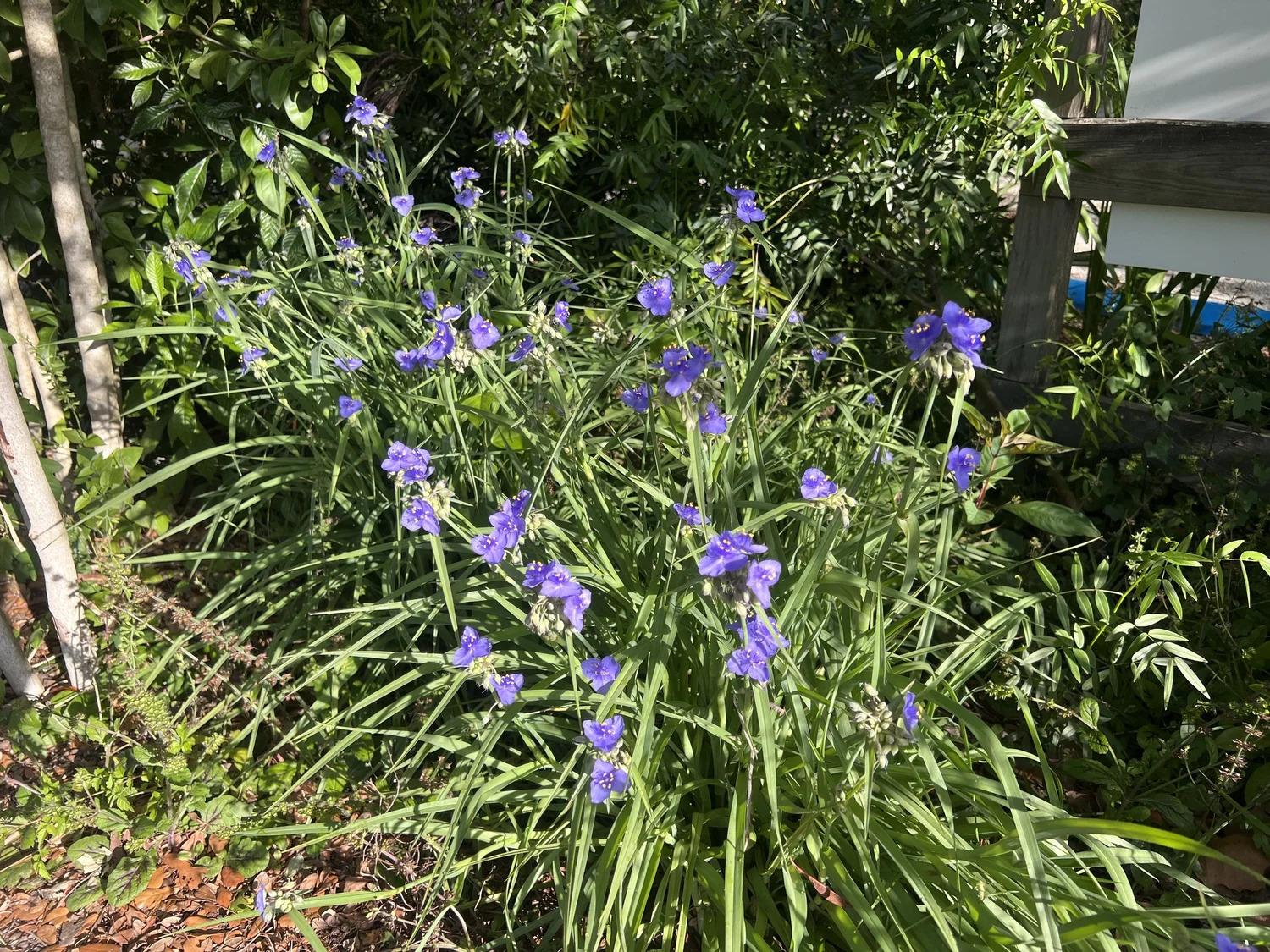 Spiderwort — Florida Native Plants Nursery & Landscaping