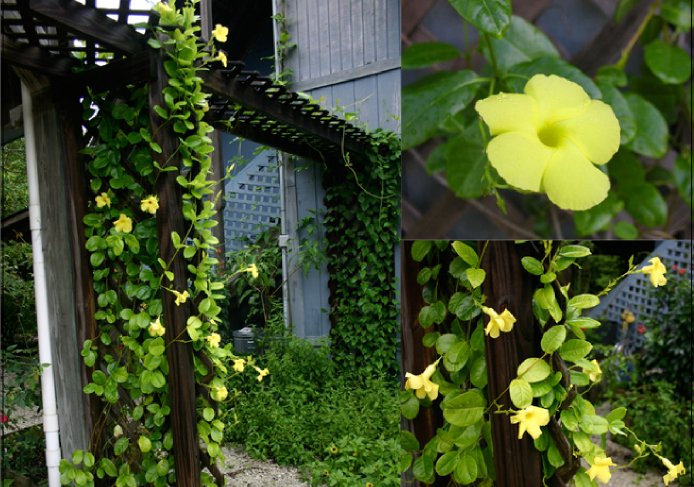 Wild Allamanda